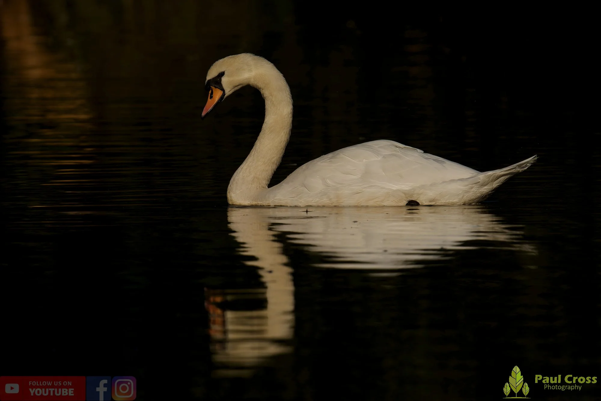 Mute Swan-00247.jpg