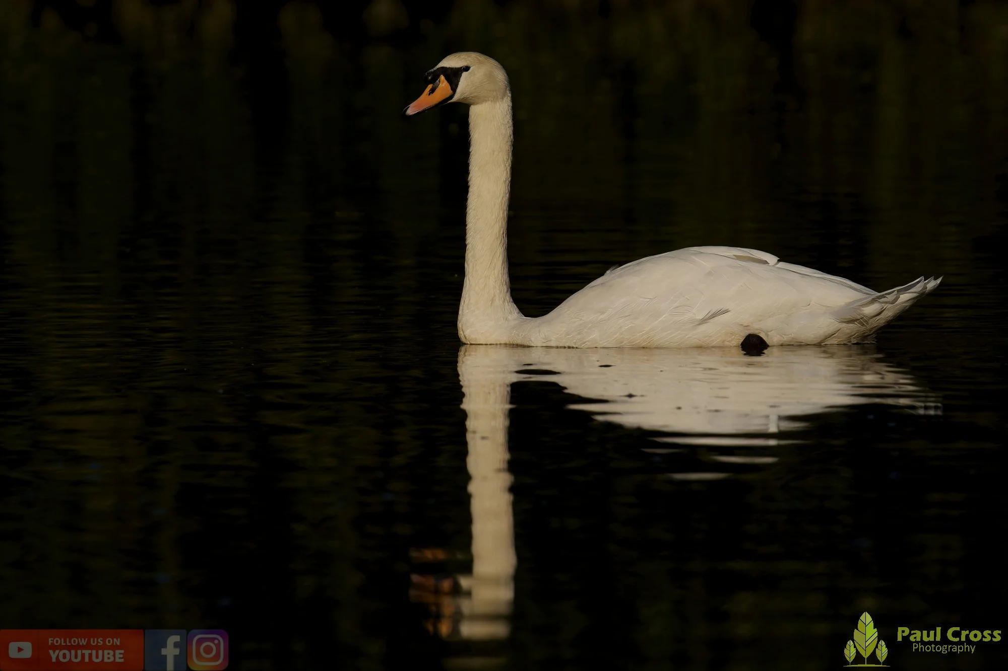 Mute Swan-00248.jpg