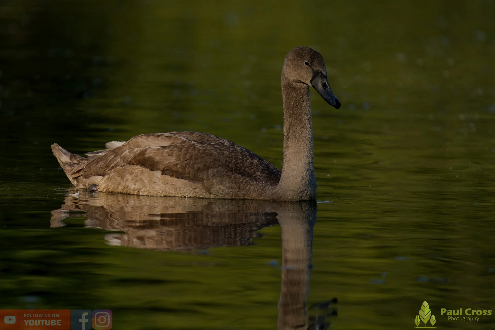 Mute Swan-00249.jpg