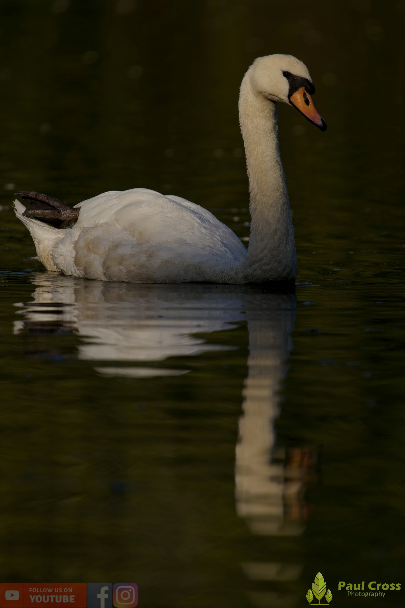 Mute Swan-00250.jpg