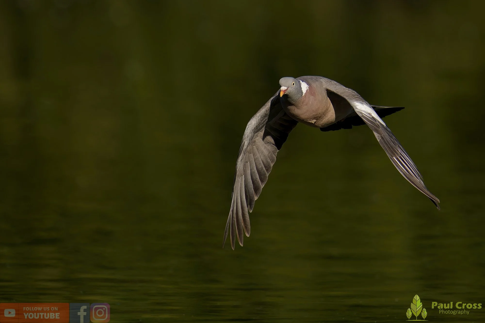 Wood Pigeon-00184.jpg