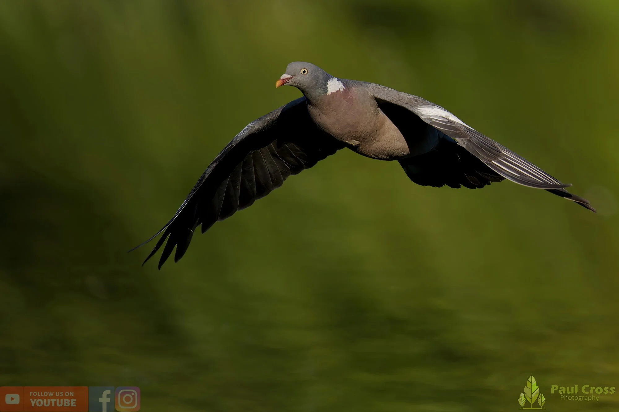 Wood Pigeon-00185.jpg