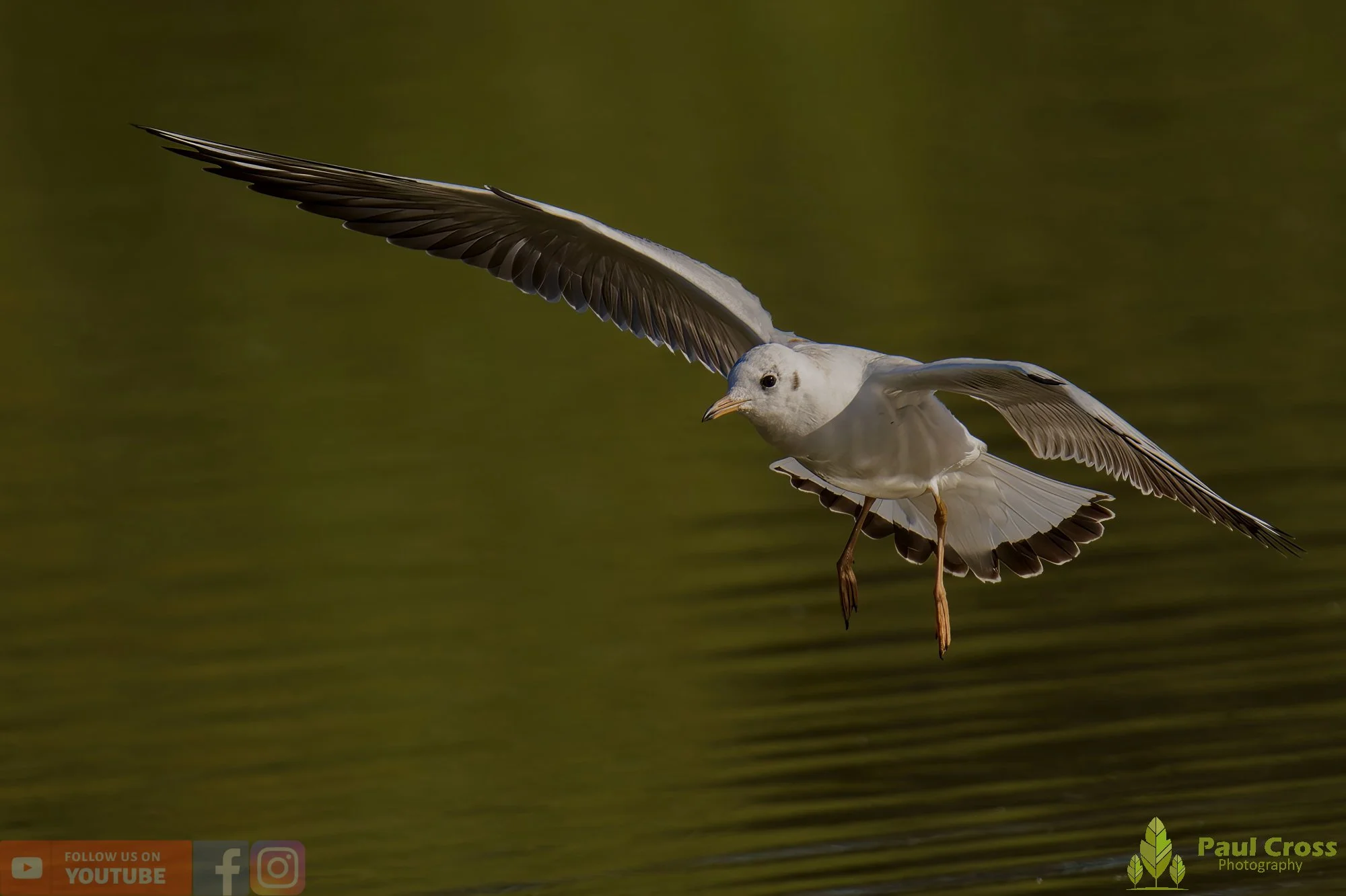 Black-Headed Gull-00585.jpg