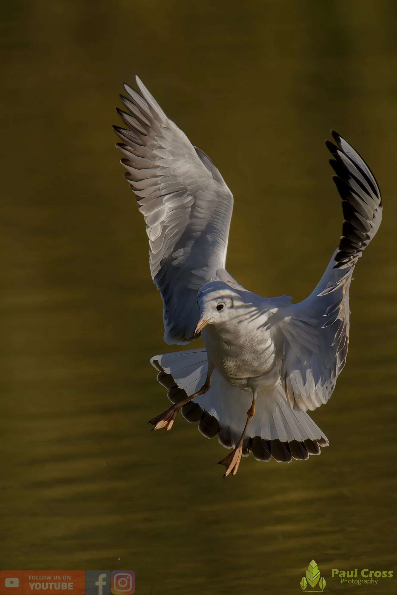 Black-Headed Gull-00586.jpg