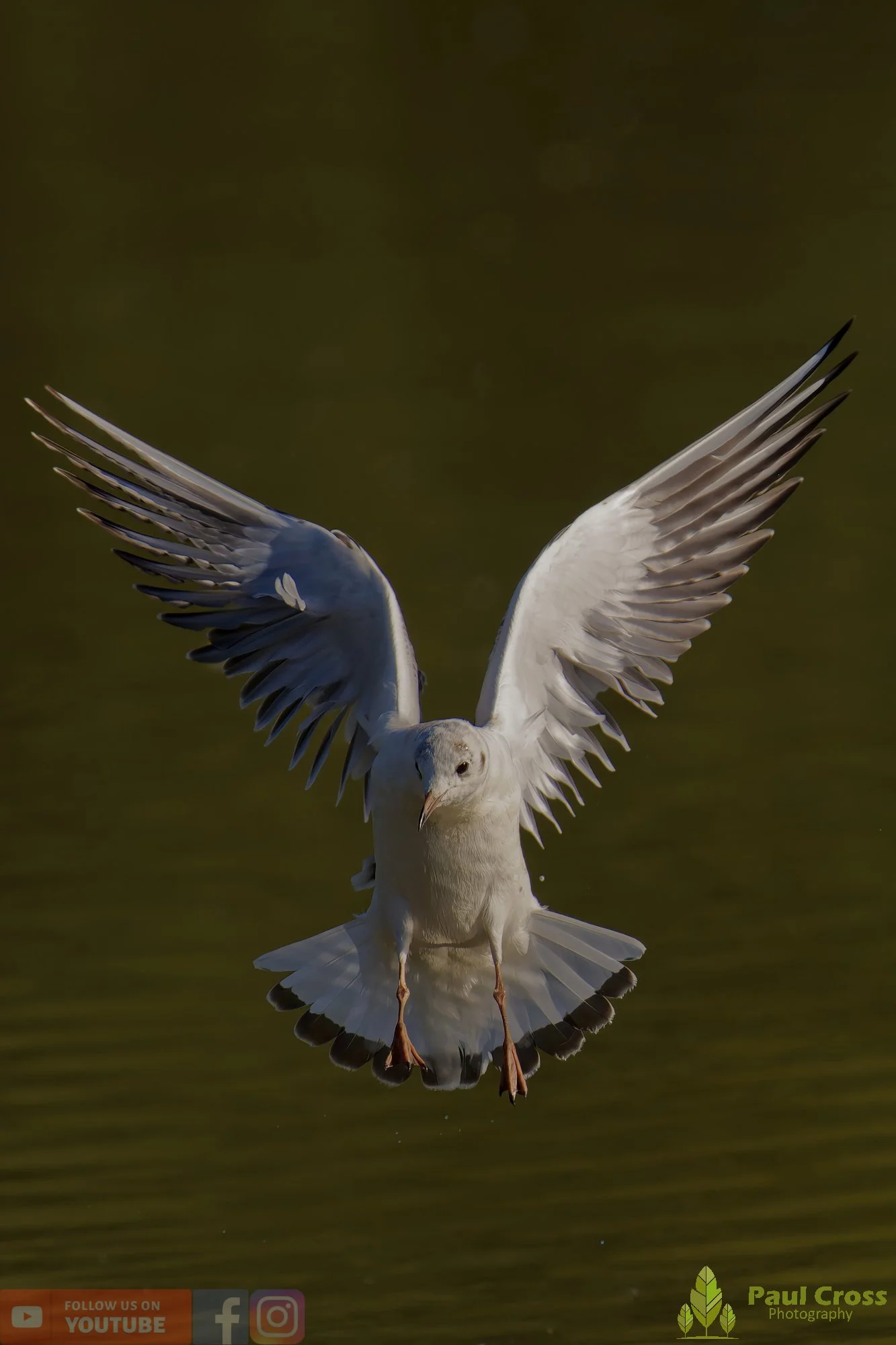 Black-Headed Gull-00589.jpg