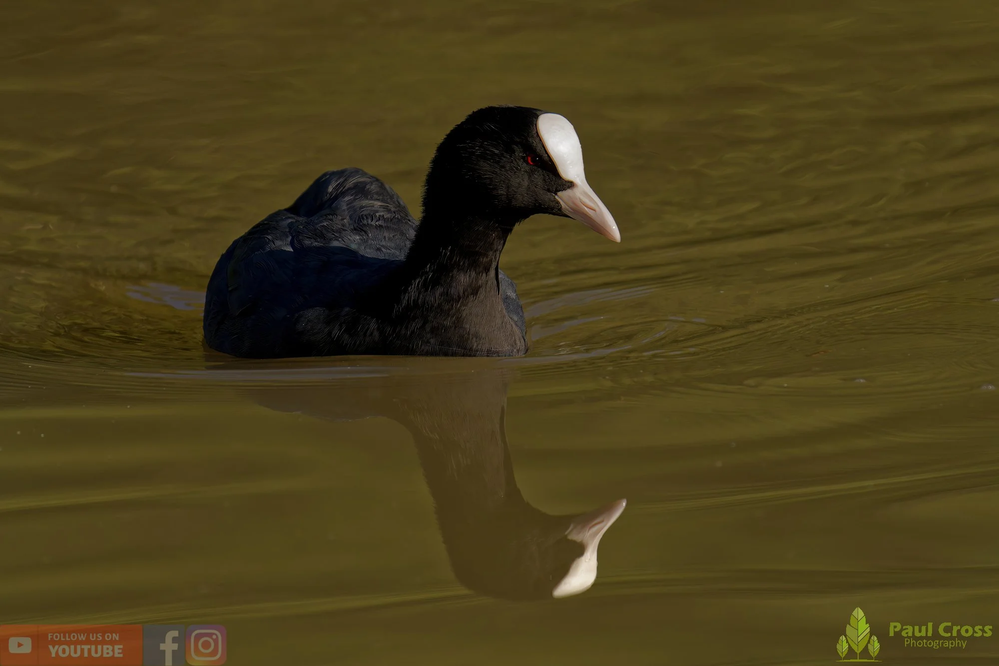 Coot-00504.jpg