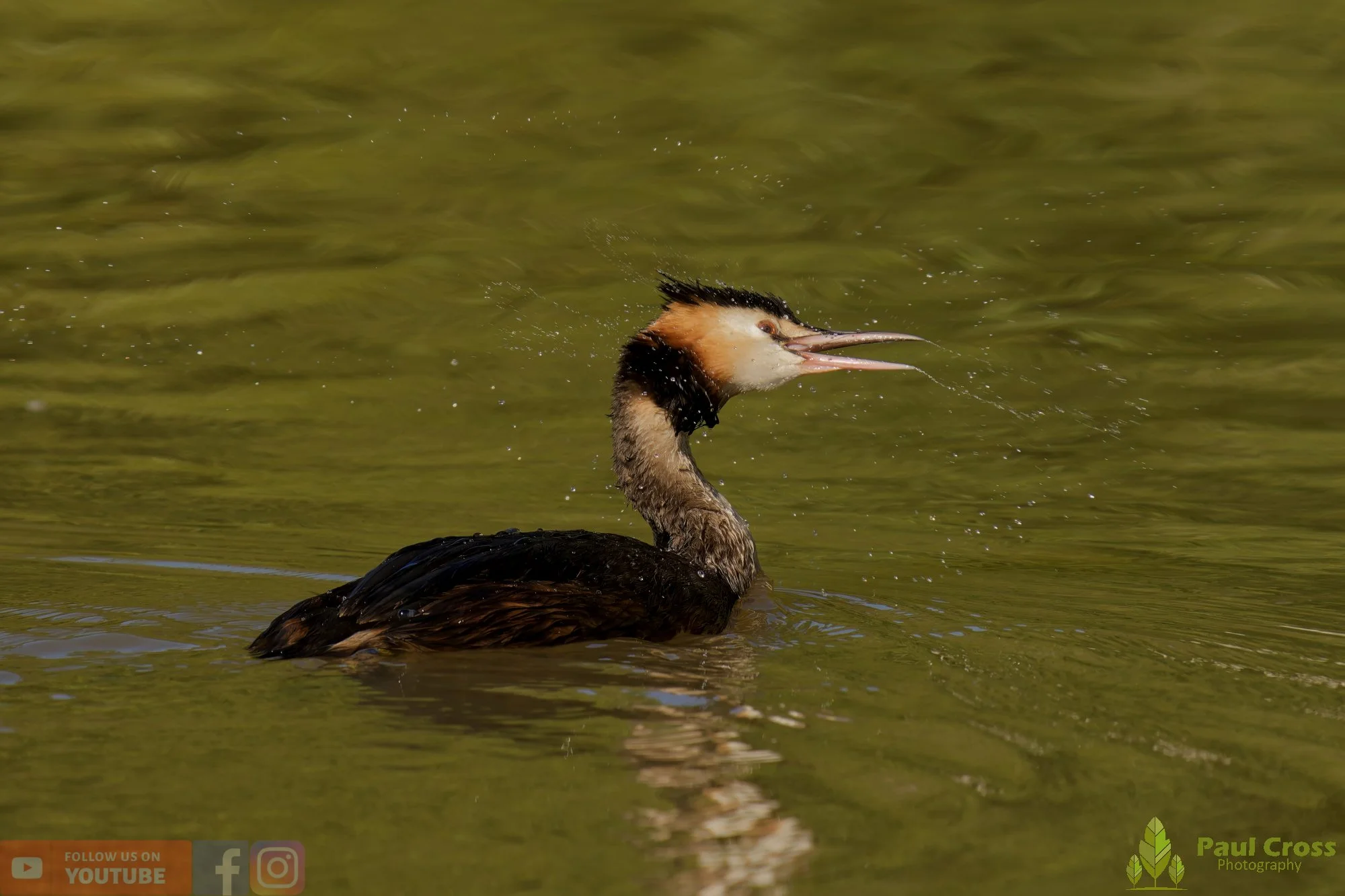 Great Crested Grebe-00919.jpg
