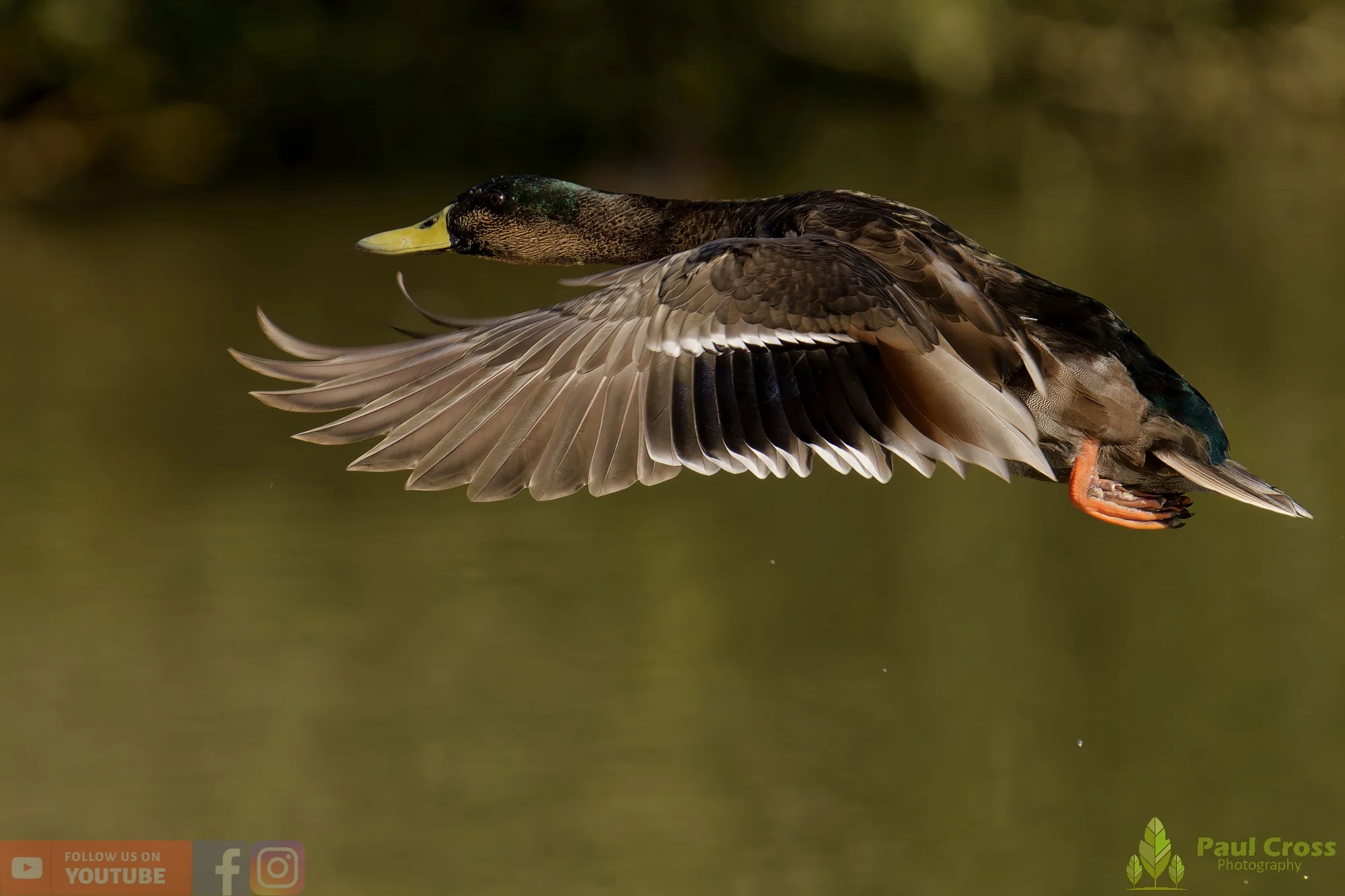 Mallard Duck-01087.jpg