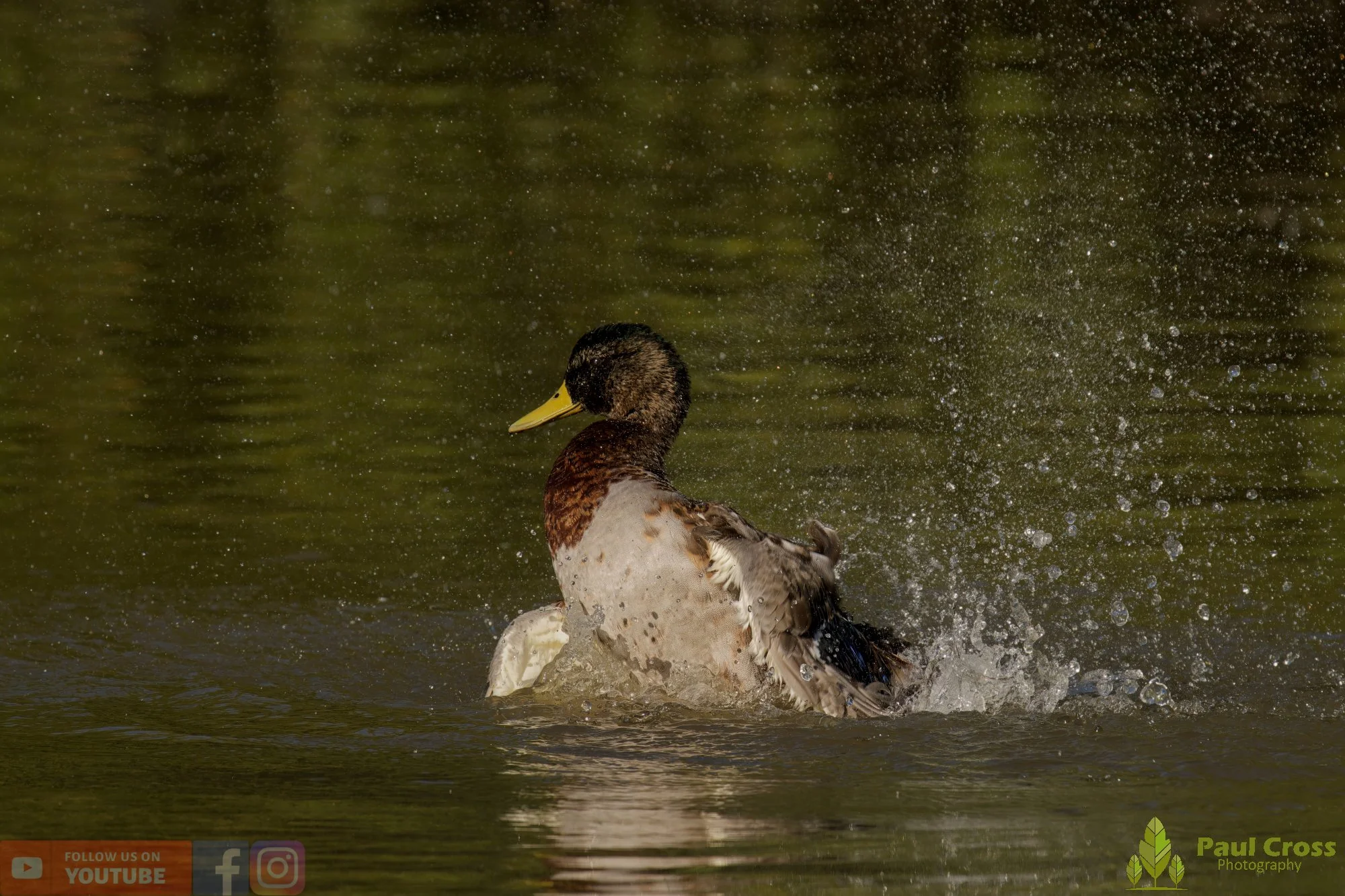 Mallard Duck-01088.jpg