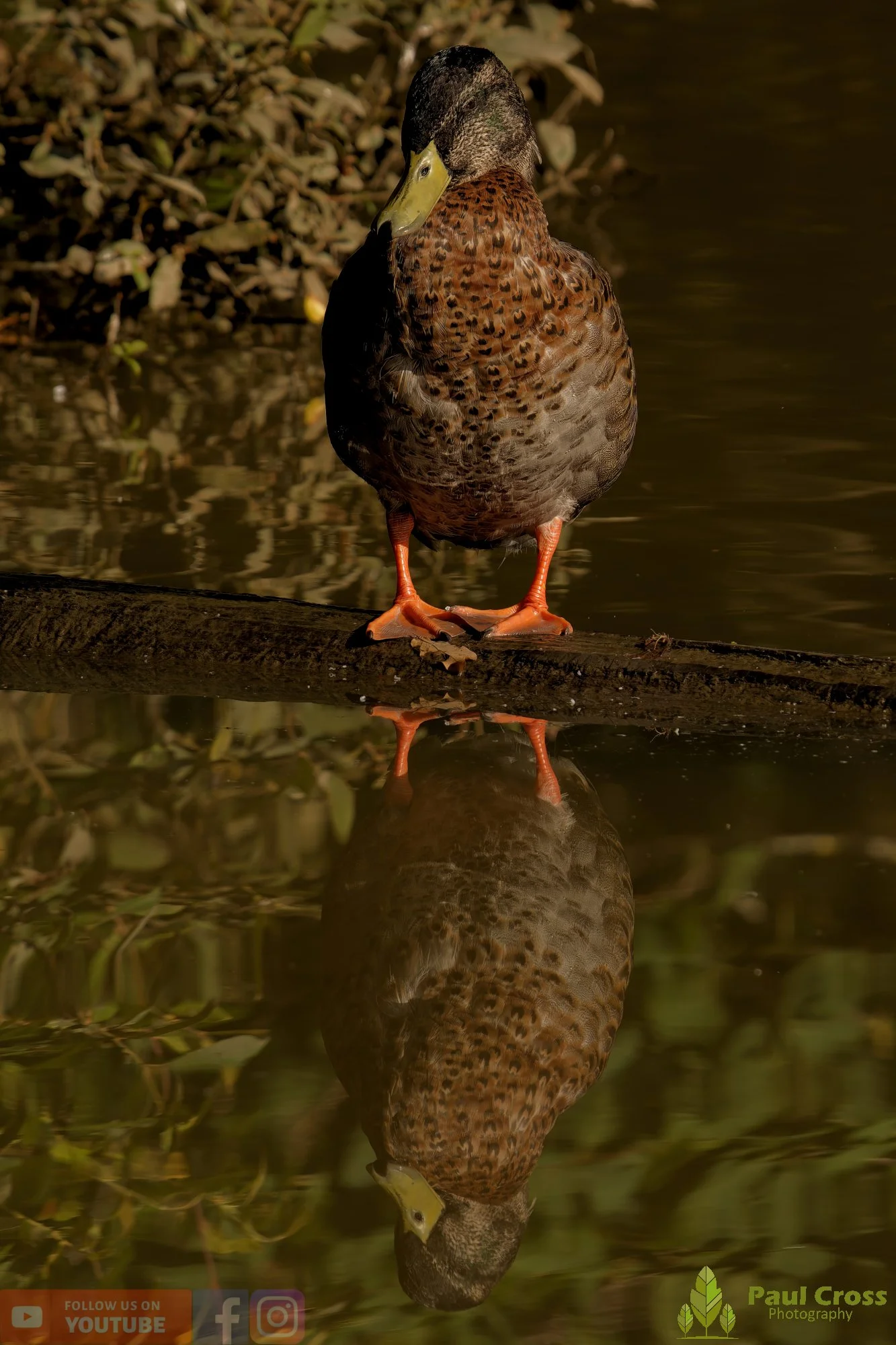 Mallard Duck-01089.jpg