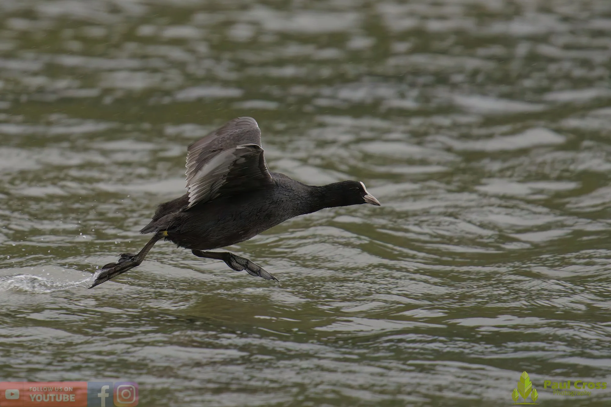 Coot-00512.jpg