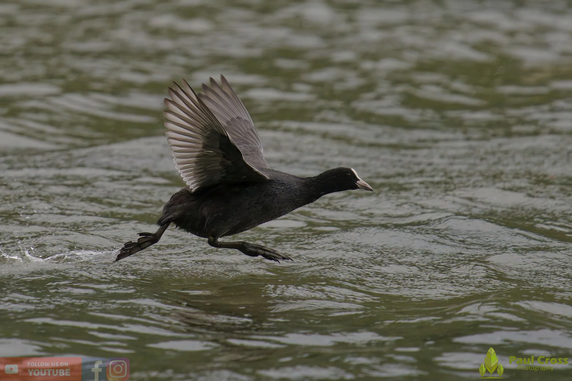 Coot-00507.jpg