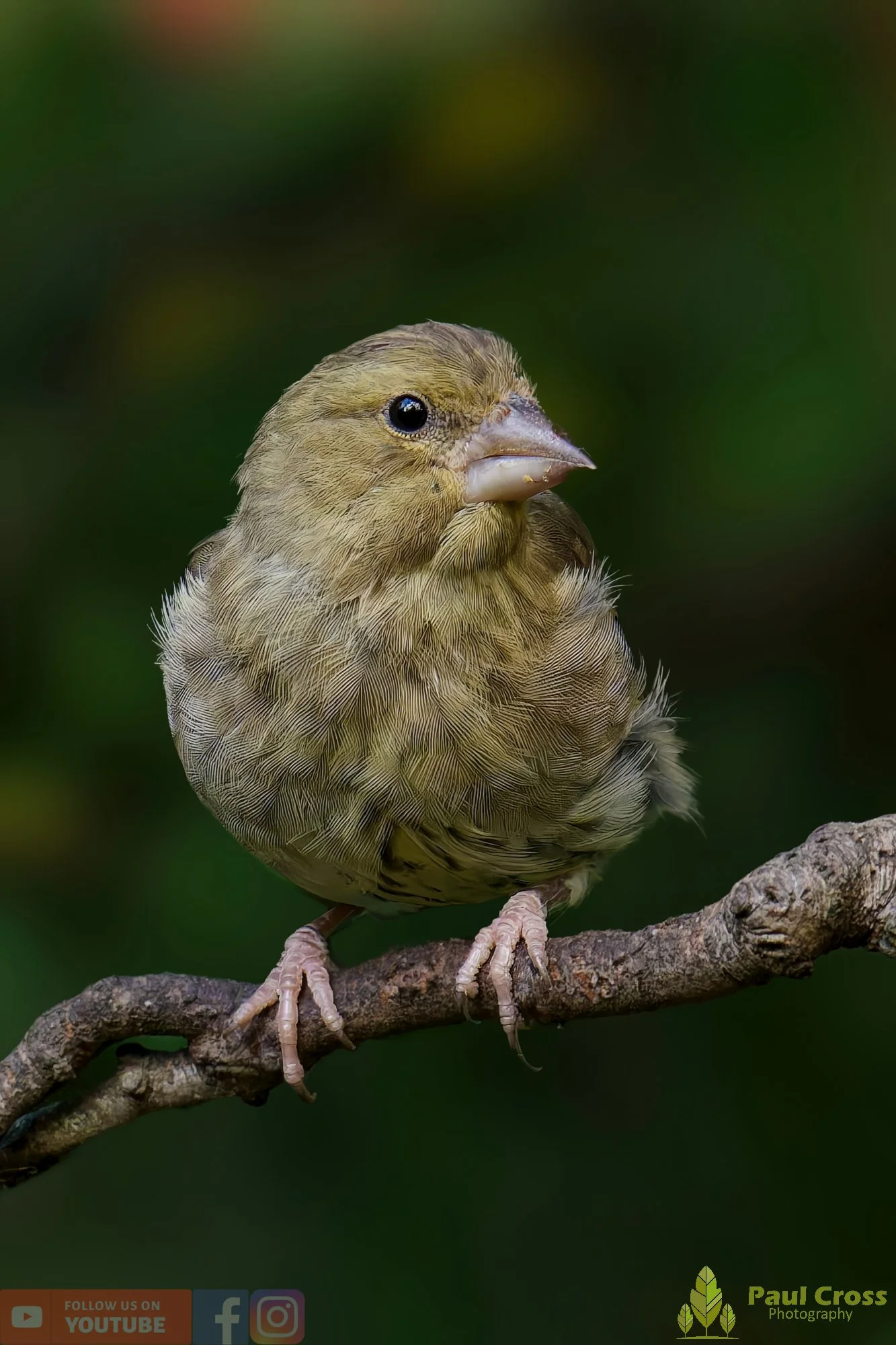 Greenfinch-00077.jpg