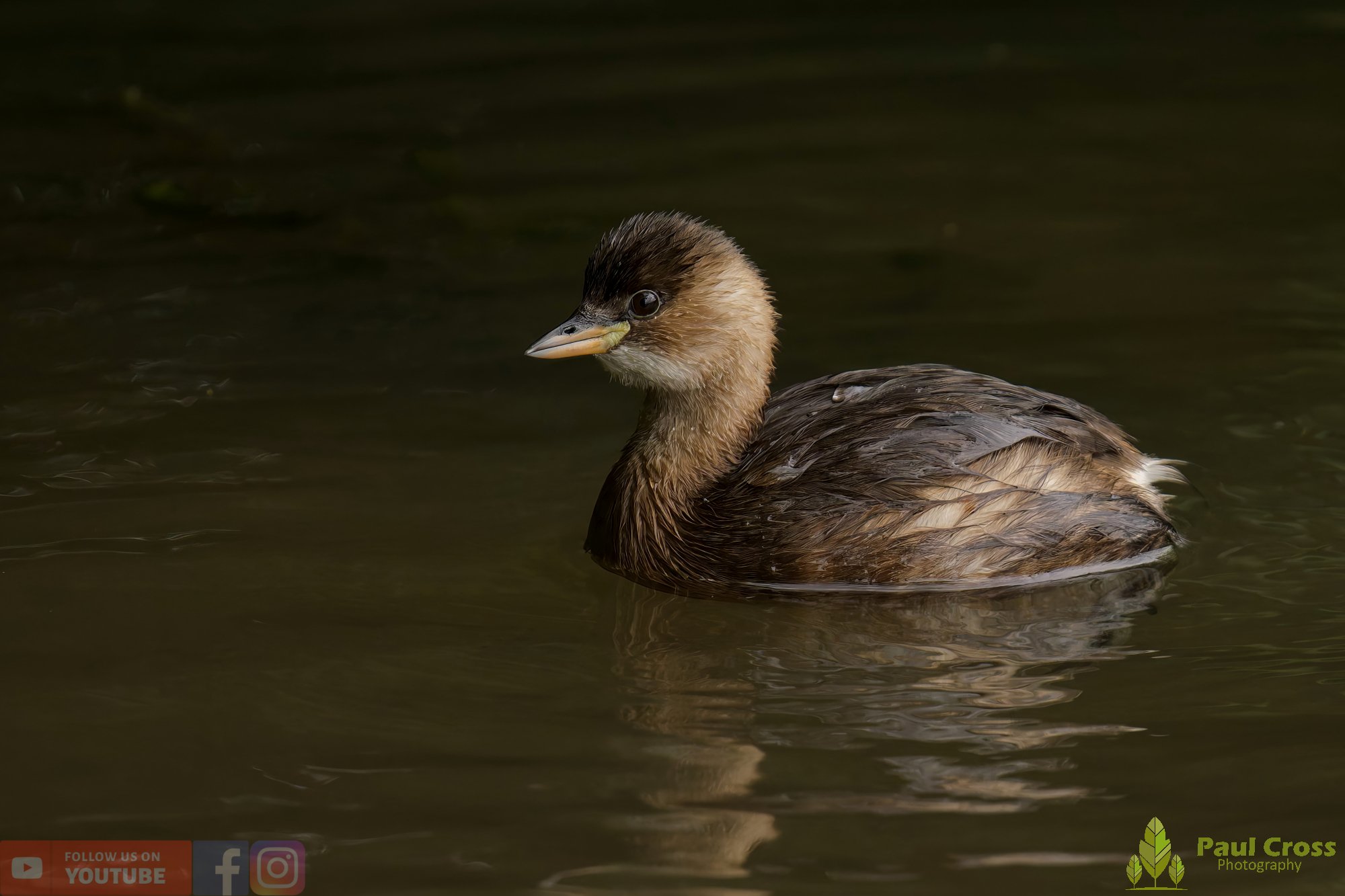 Little Grebe-00285.jpg