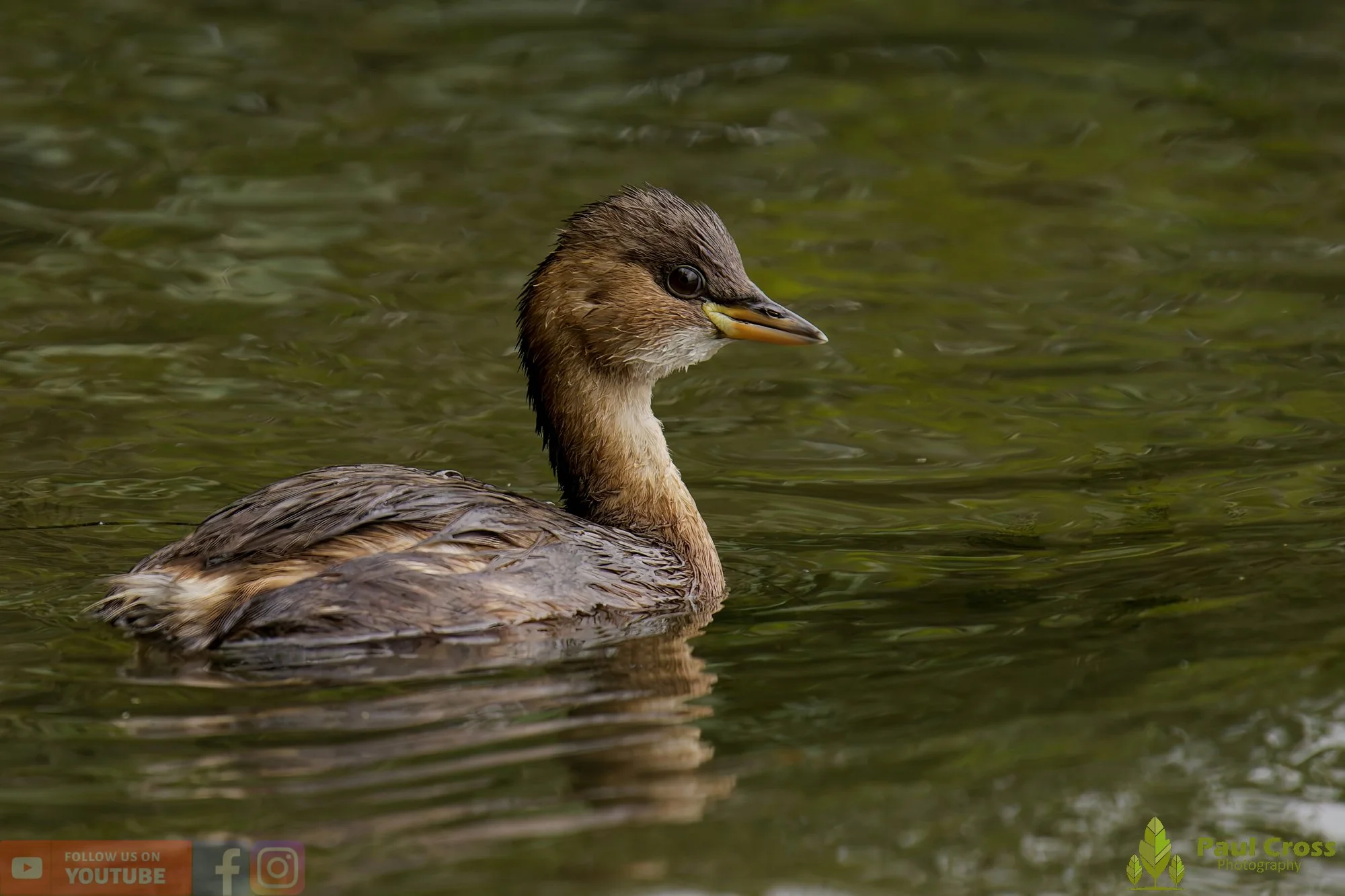 Little Grebe-00284.jpg