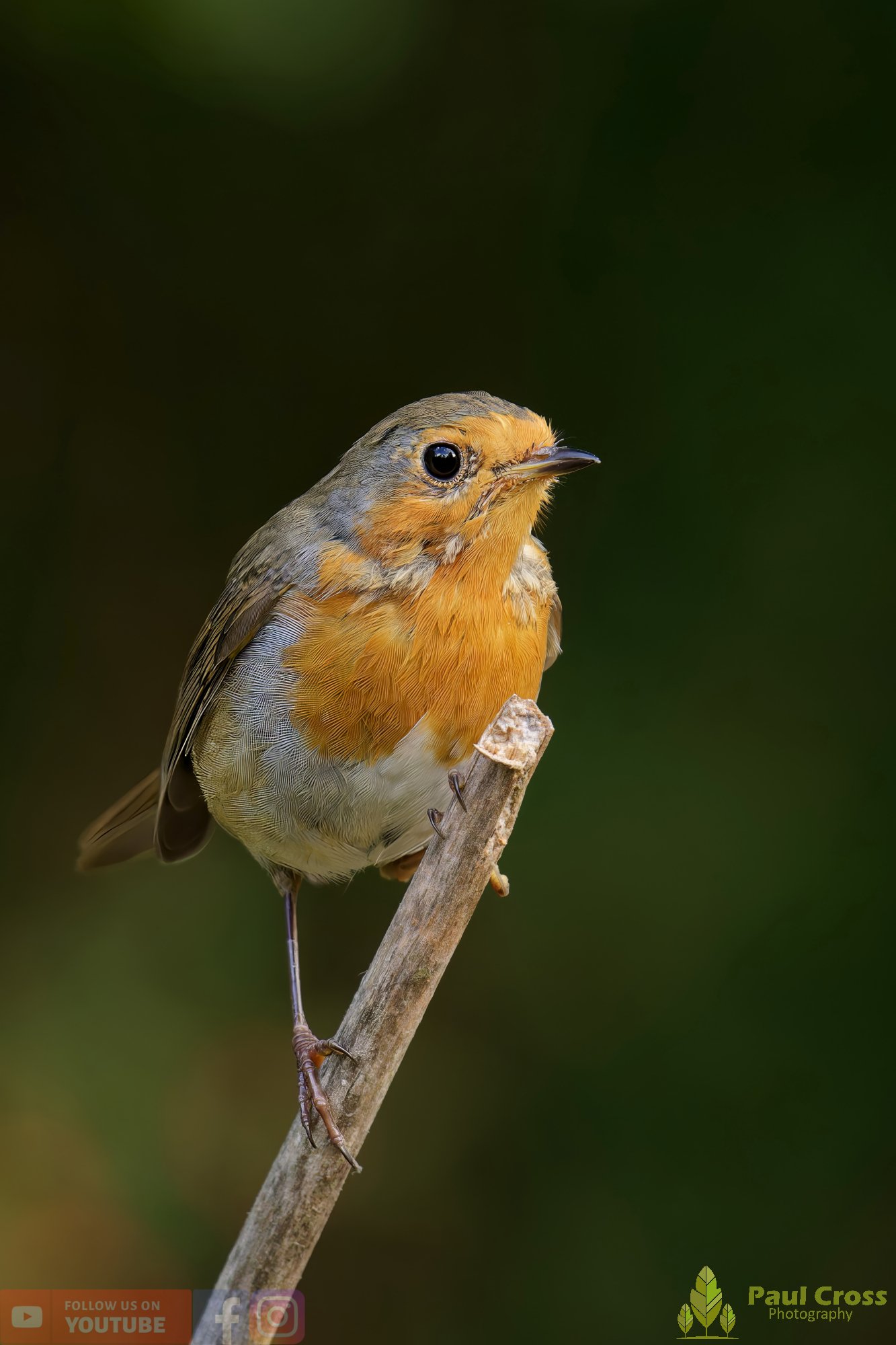 Robin-00280.jpg