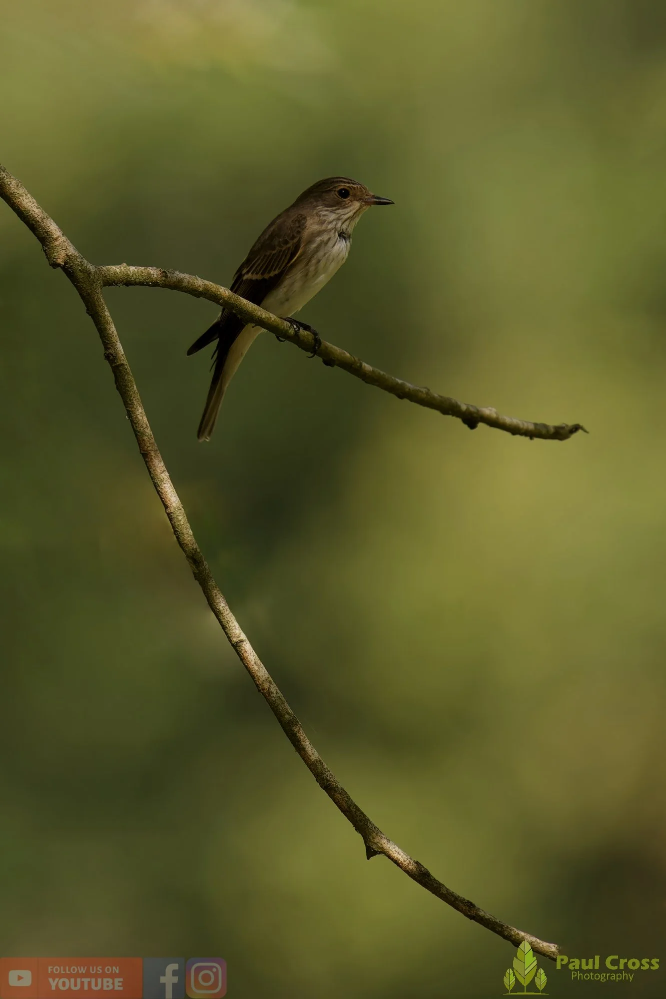 Spotted Flycatcher-00001.jpg