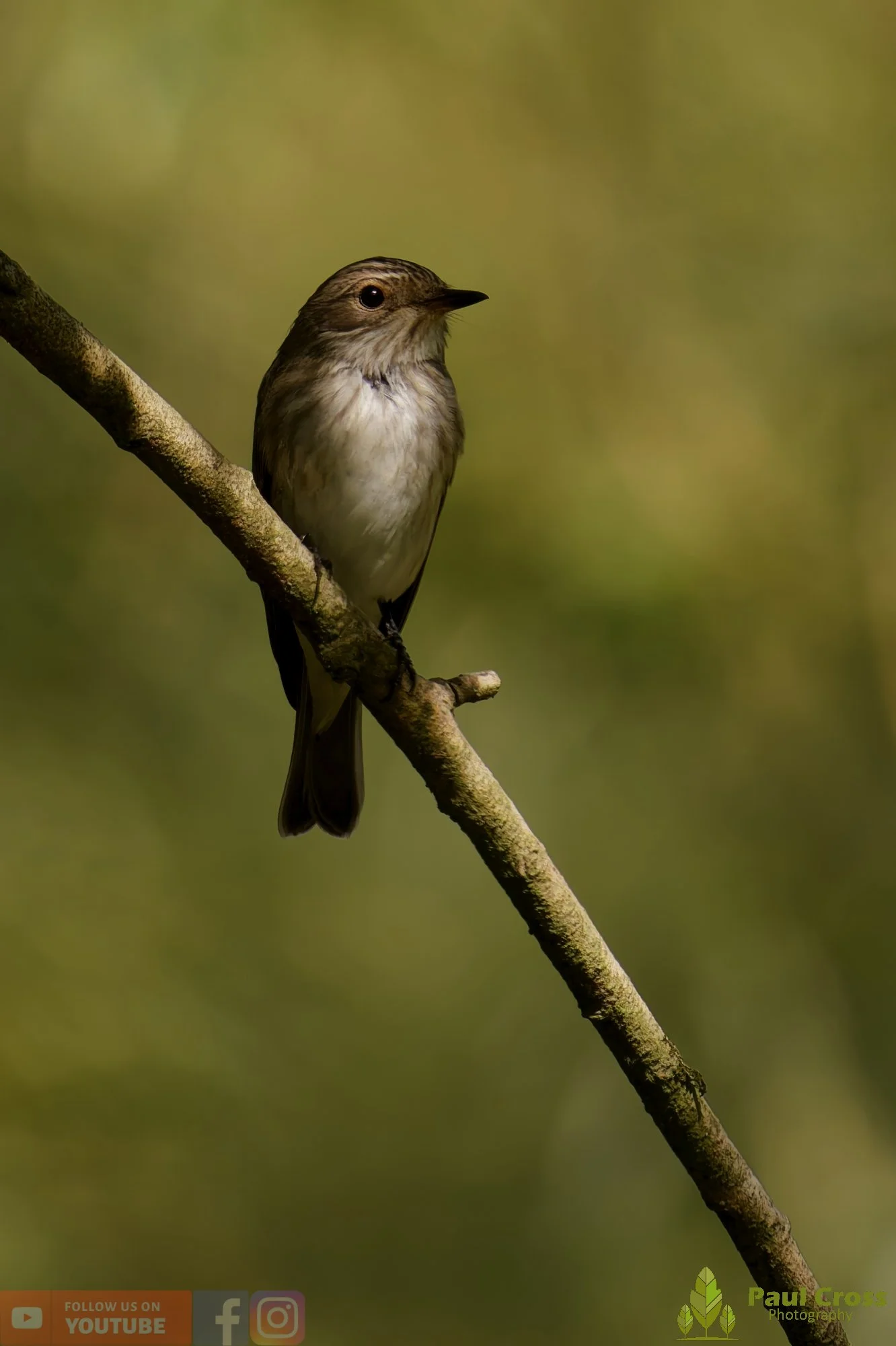 Spotted Flycatcher-00003.jpg
