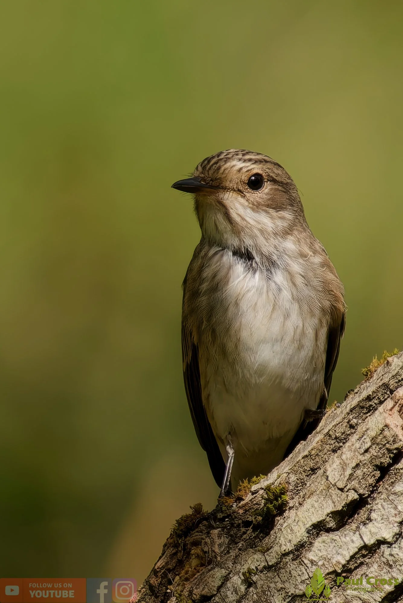 Spotted Flycatcher-00004.jpg