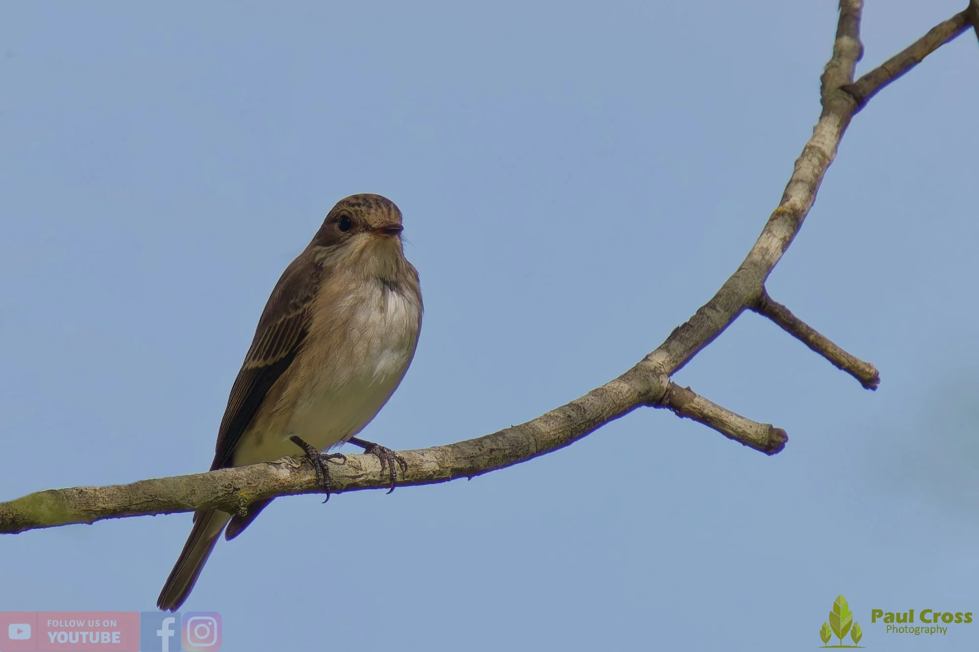 Spotted Flycatcher-00006.jpg