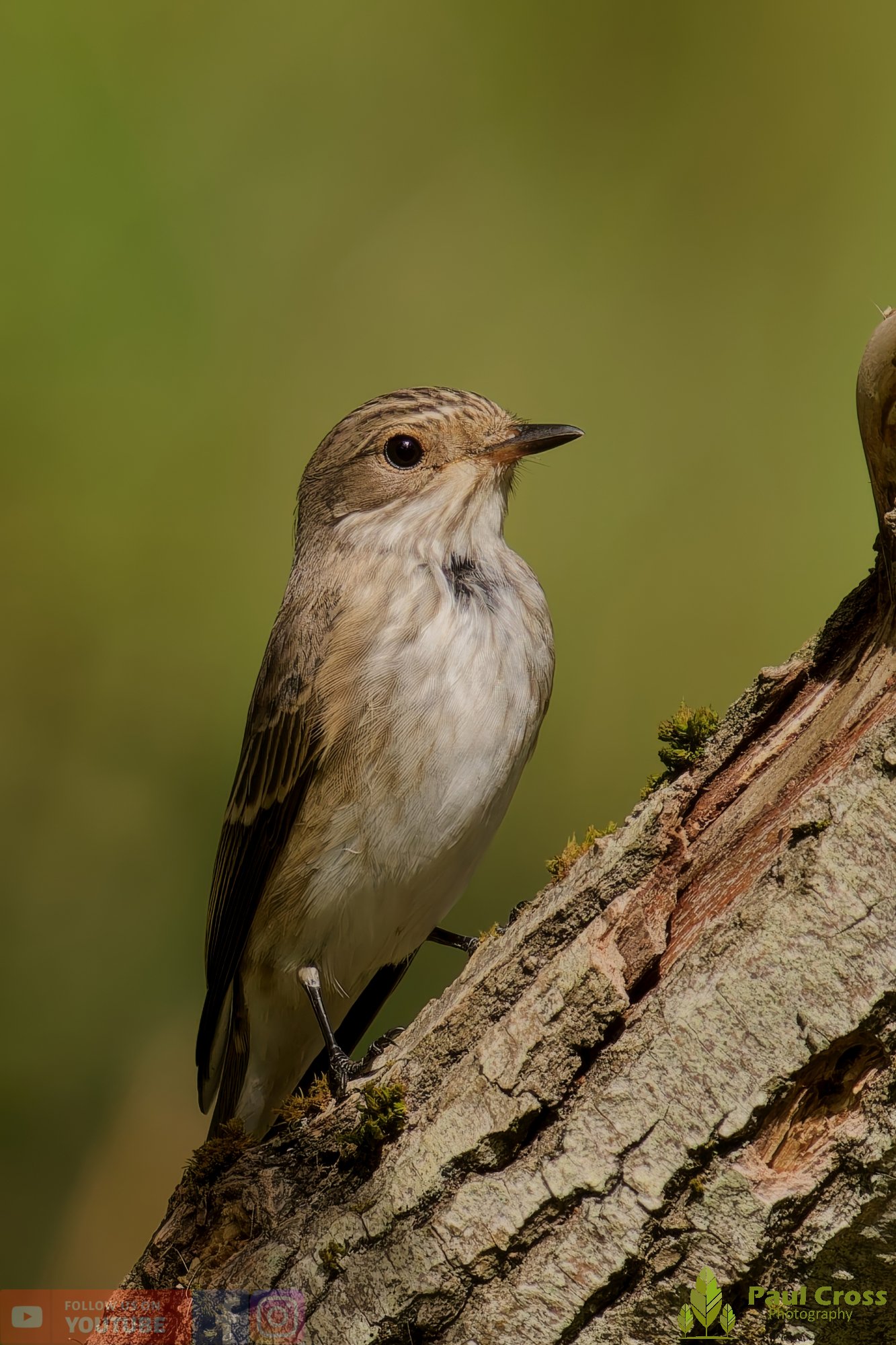 Spotted Flycatcher-00005.jpg