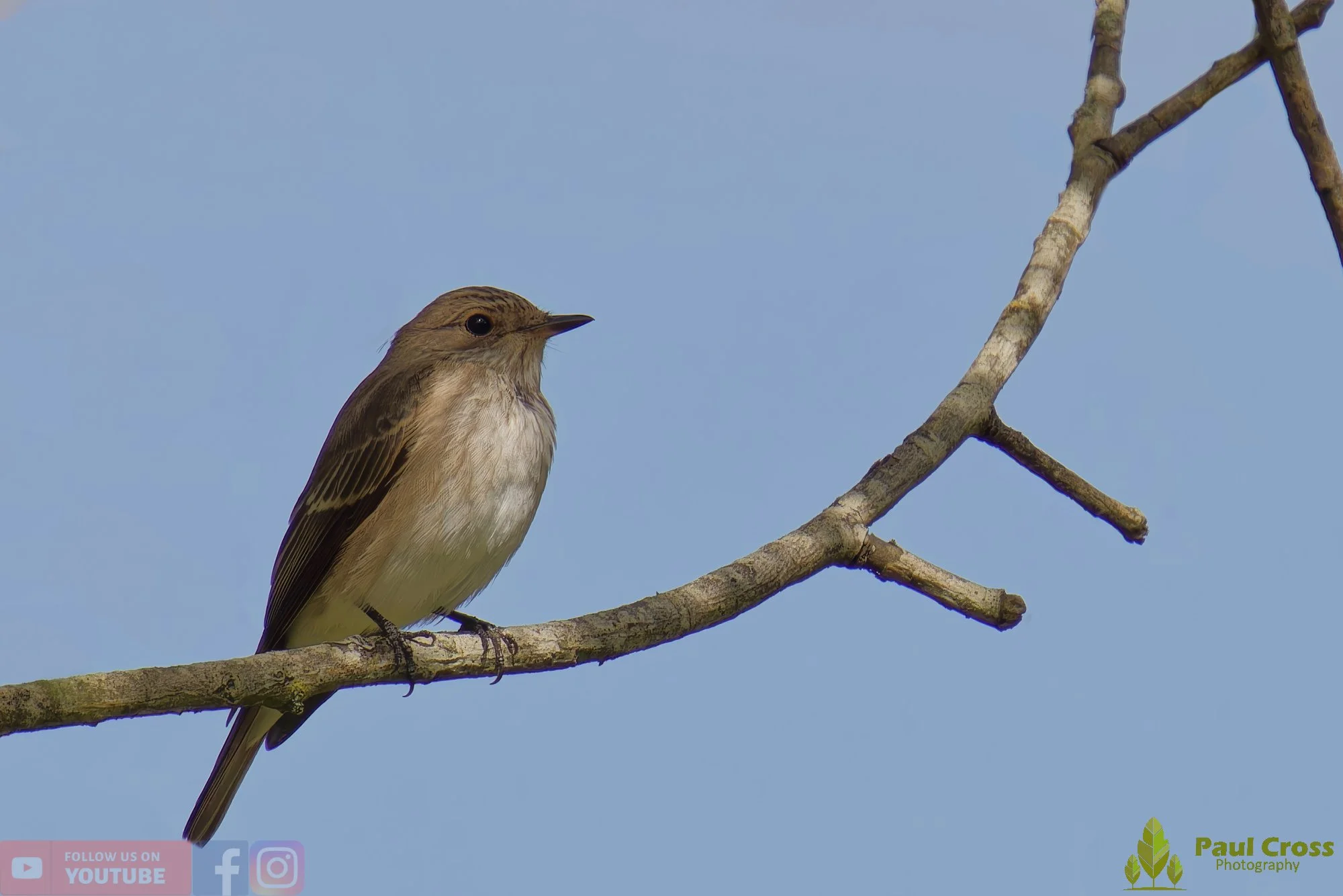 Spotted Flycatcher-00007.jpg