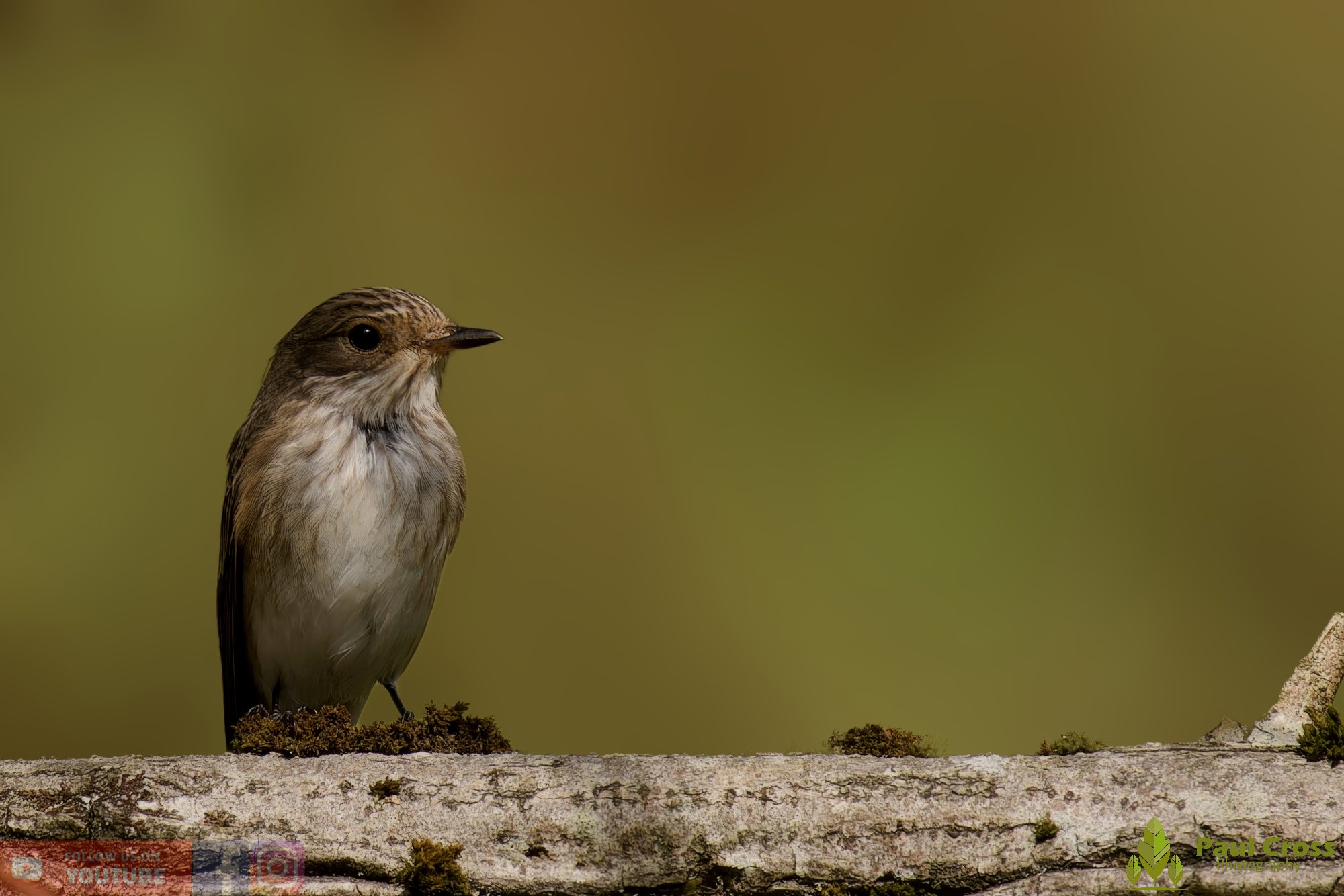 Spotted Flycatcher-00008.jpg