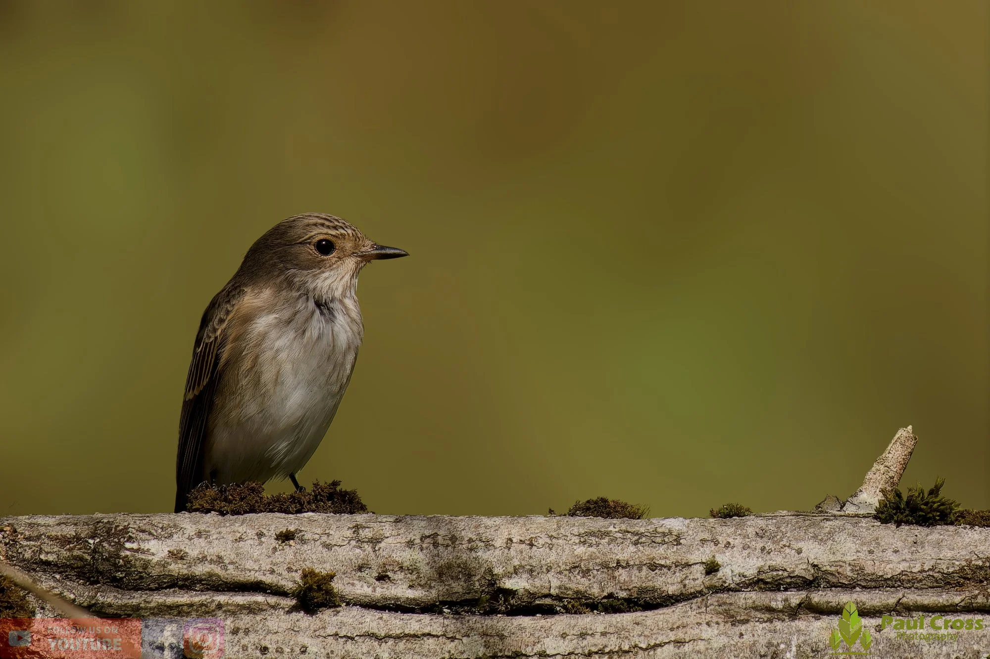 Spotted Flycatcher-00009.jpg
