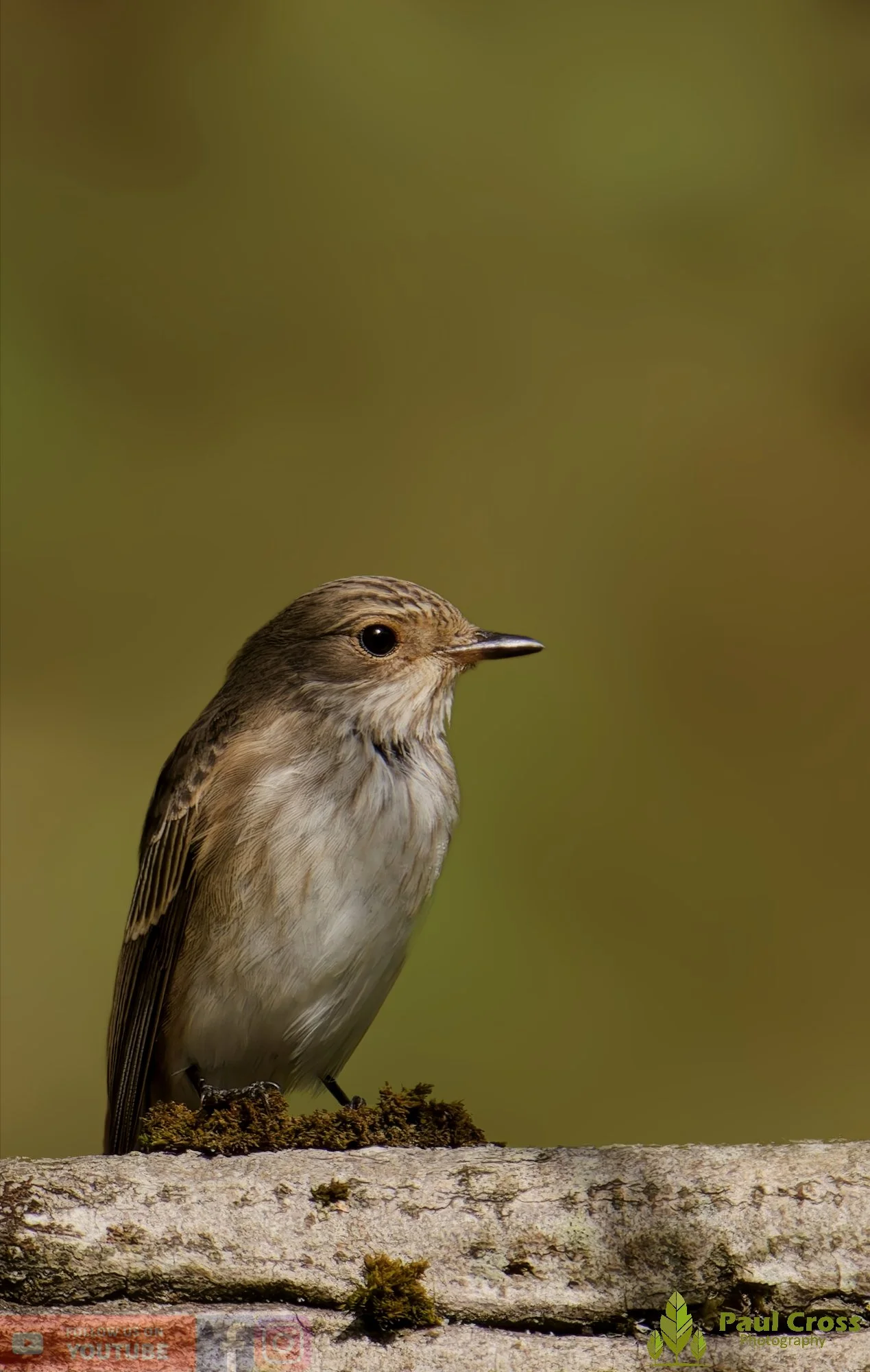 Spotted Flycatcher-00010.jpg