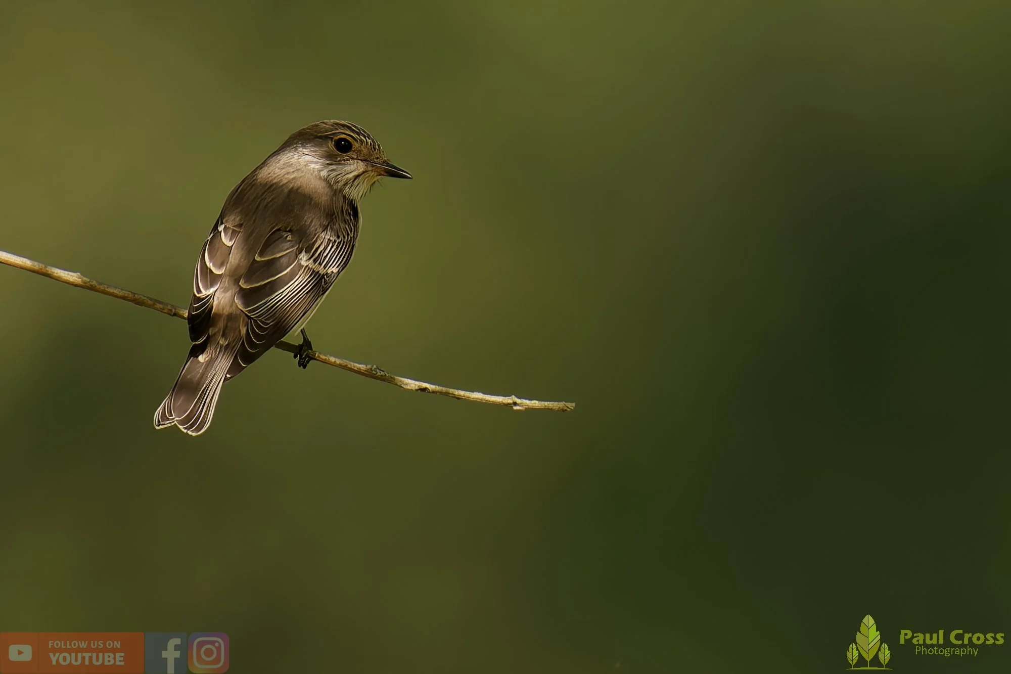 Spotted Flycatcher-00011.jpg