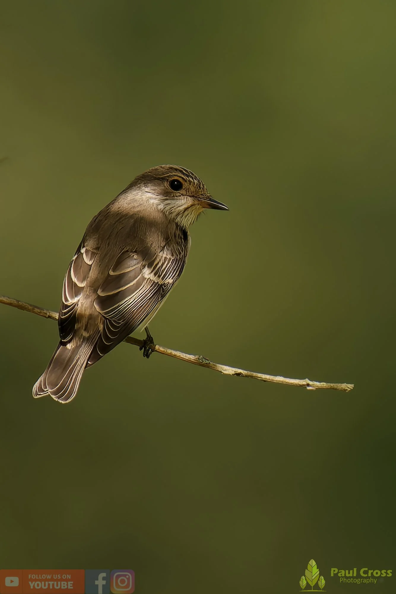 Spotted Flycatcher-00012.jpg