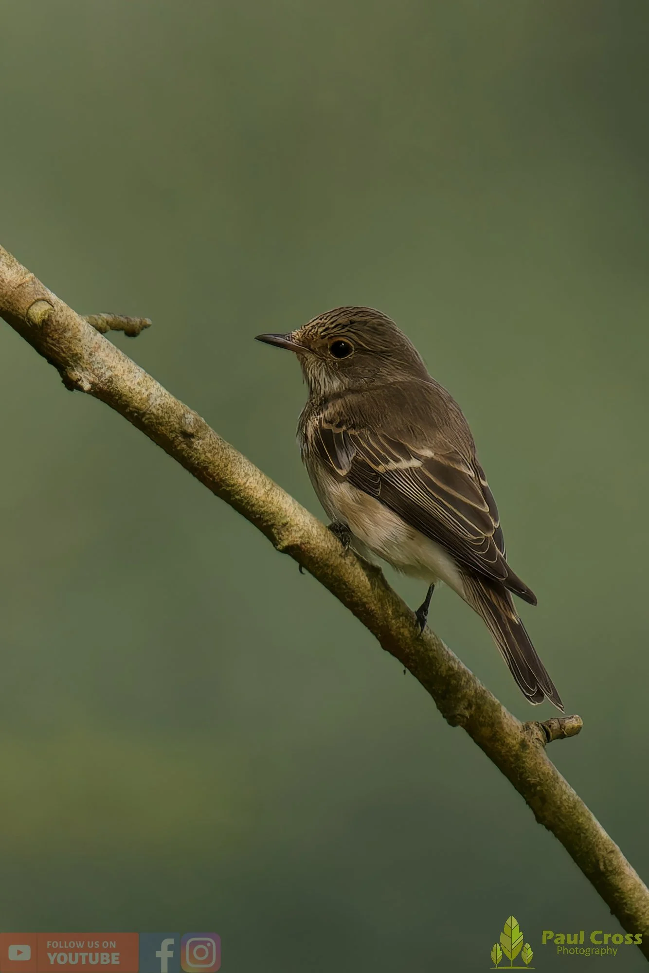 Spotted Flycatcher-00013.jpg
