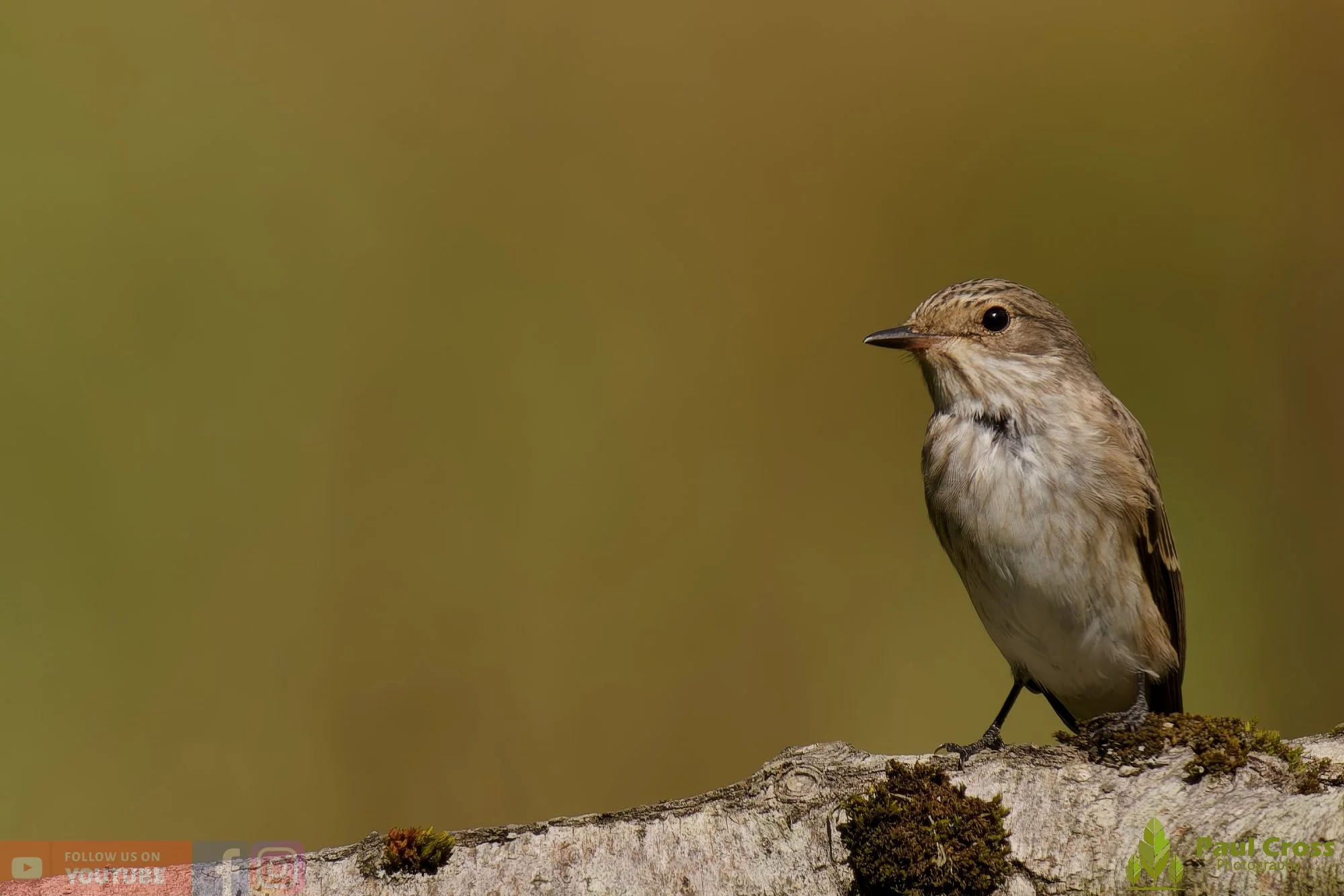 Spotted Flycatcher-00014.jpg