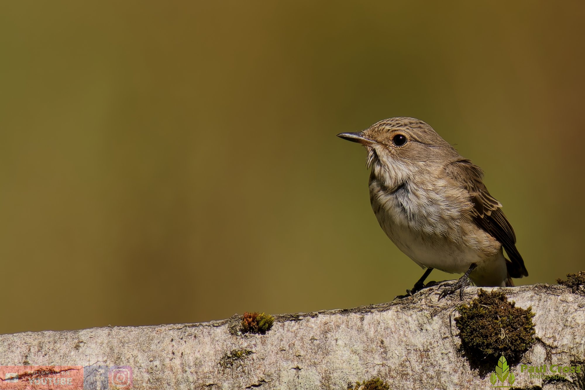 Spotted Flycatcher-00016.jpg