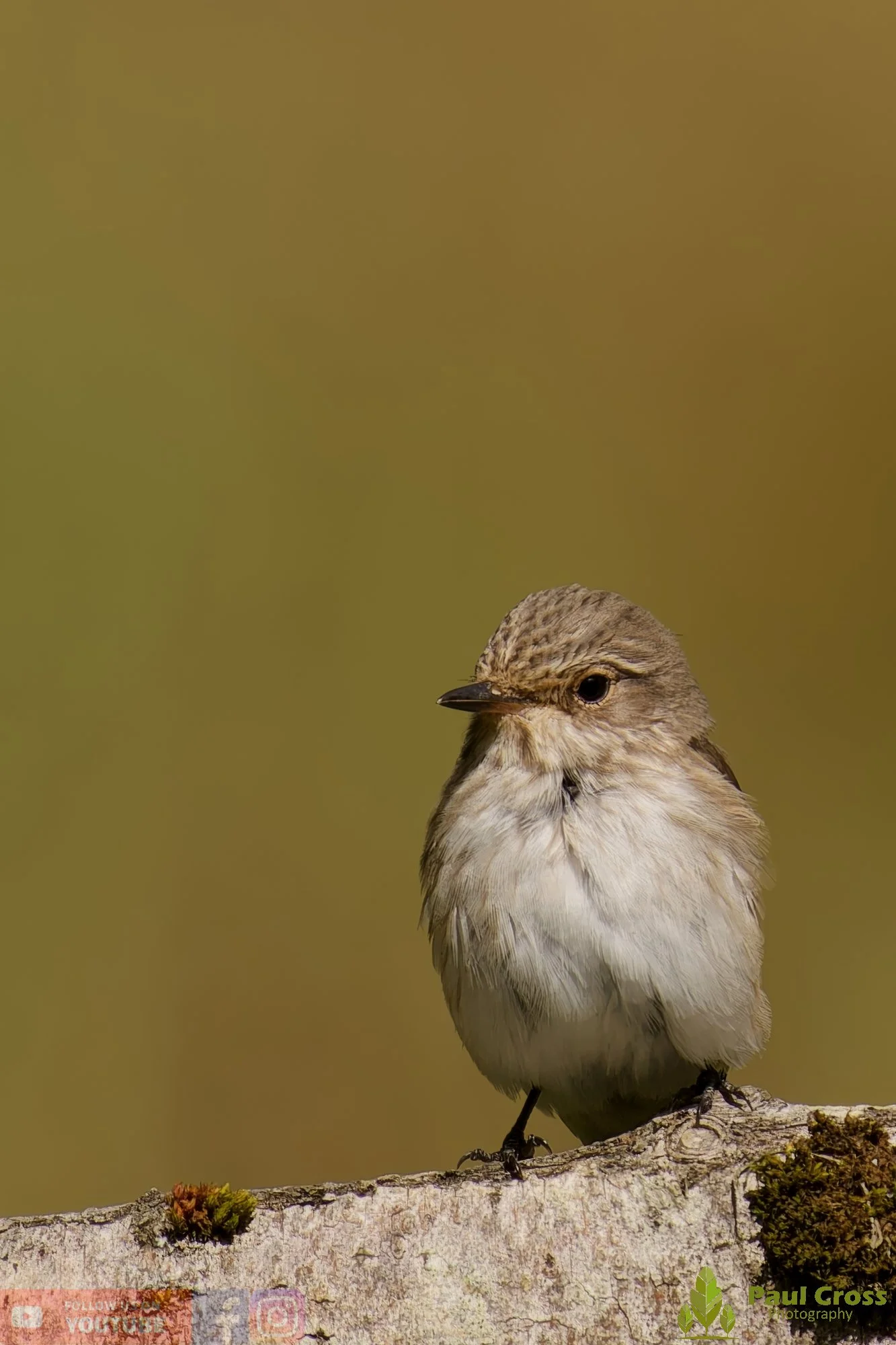 Spotted Flycatcher-00017.jpg