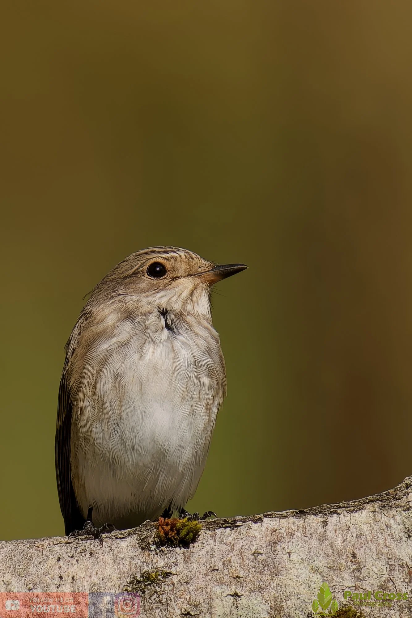 Spotted Flycatcher-00019.jpg