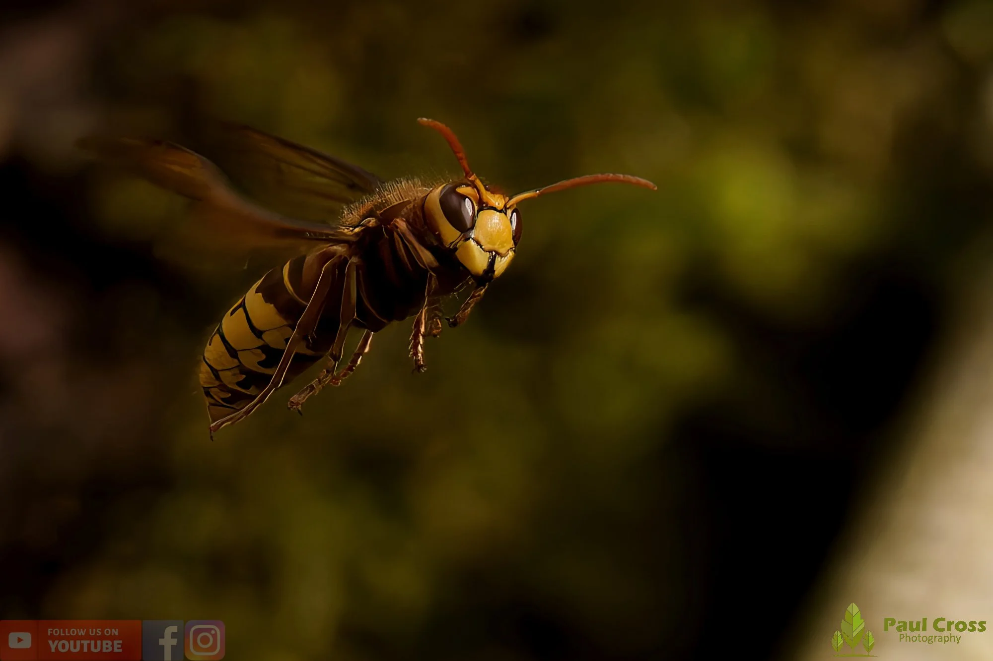 Hornet - Vespa Crabro-00013.jpg