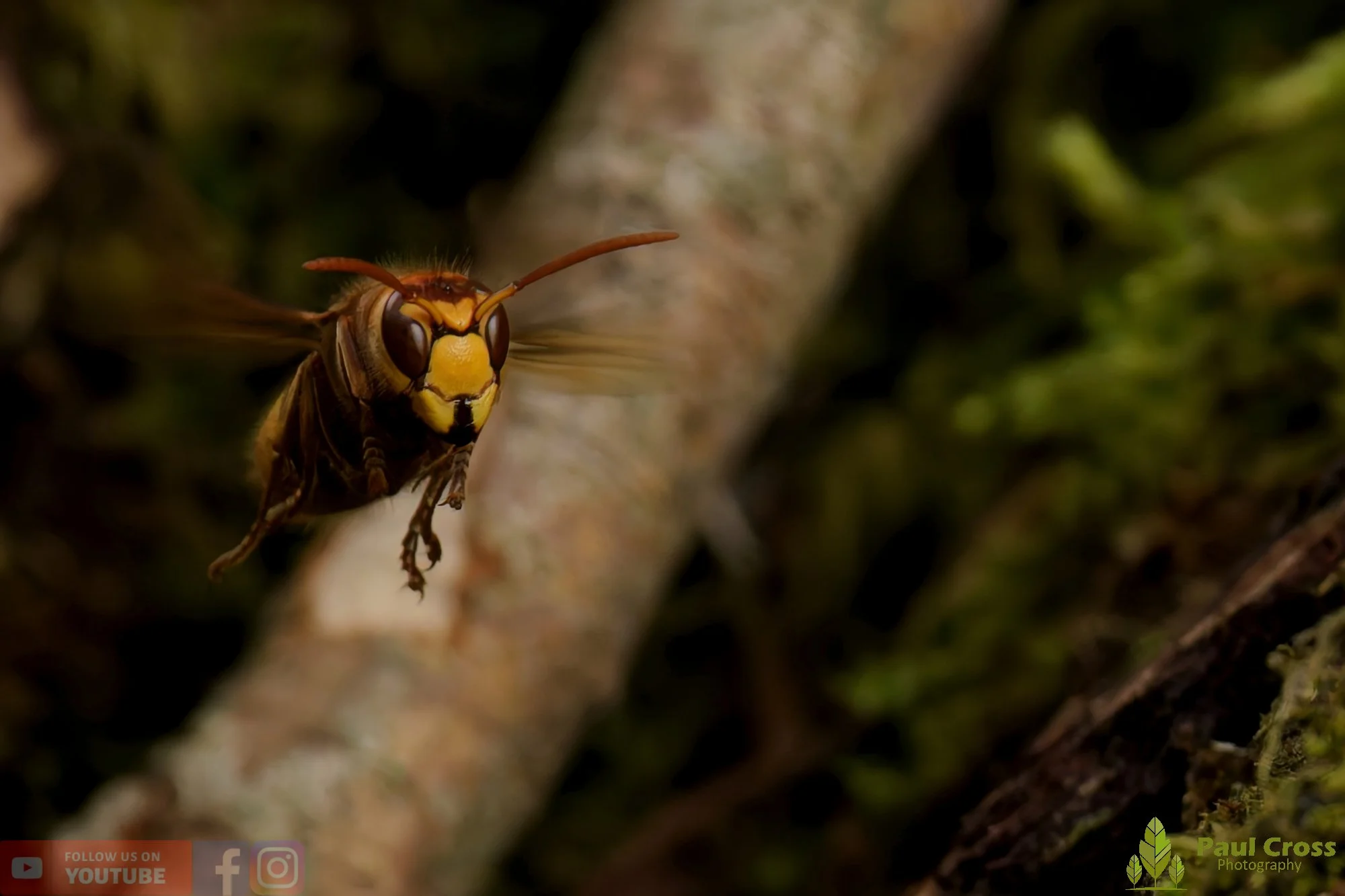 Hornet - Vespa Crabro-00015.jpg