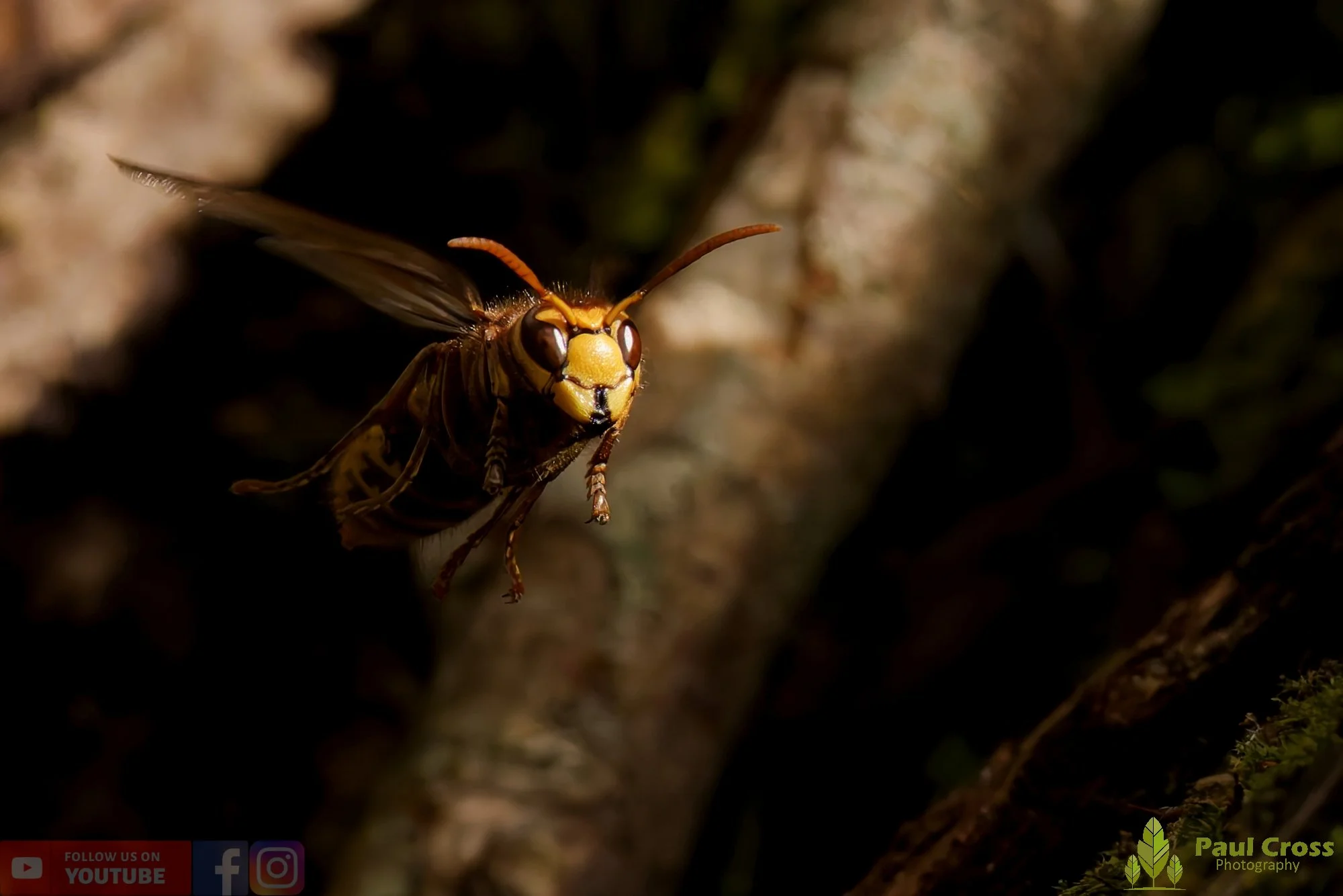 Hornet - Vespa Crabro-00016.jpg