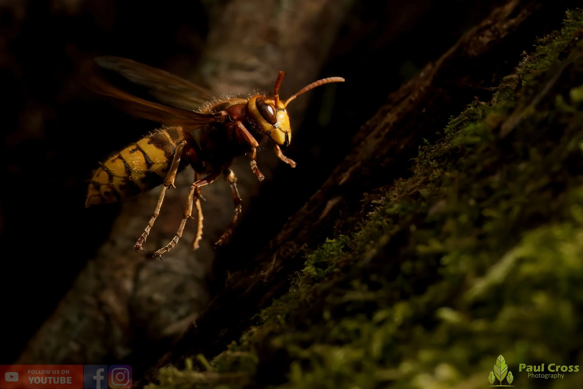 Hornet - Vespa Crabro-00017.jpg