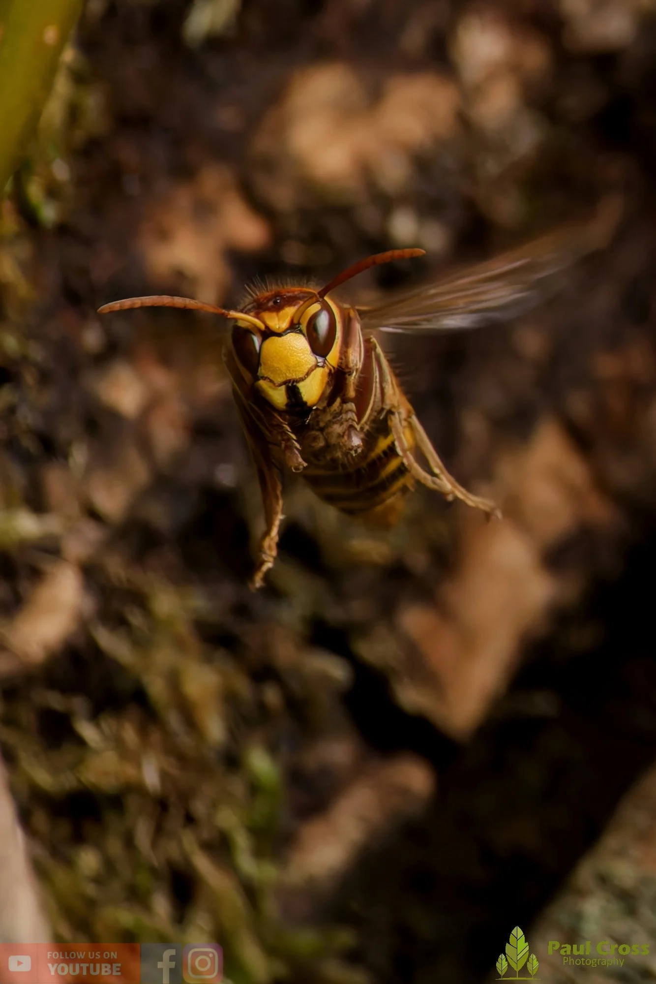 Hornet - Vespa Crabro-00018.jpg
