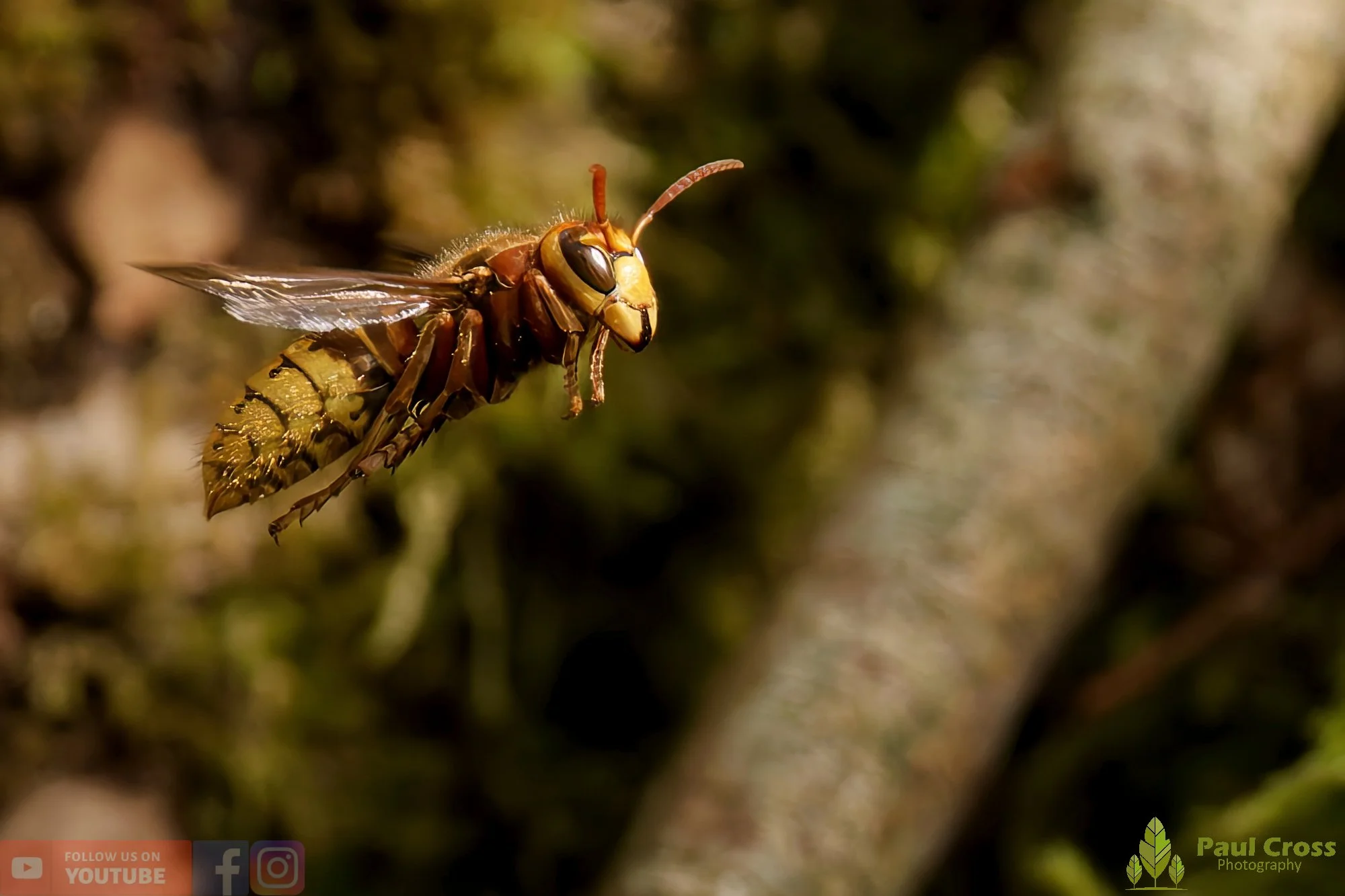 Hornet - Vespa Crabro-00019.jpg