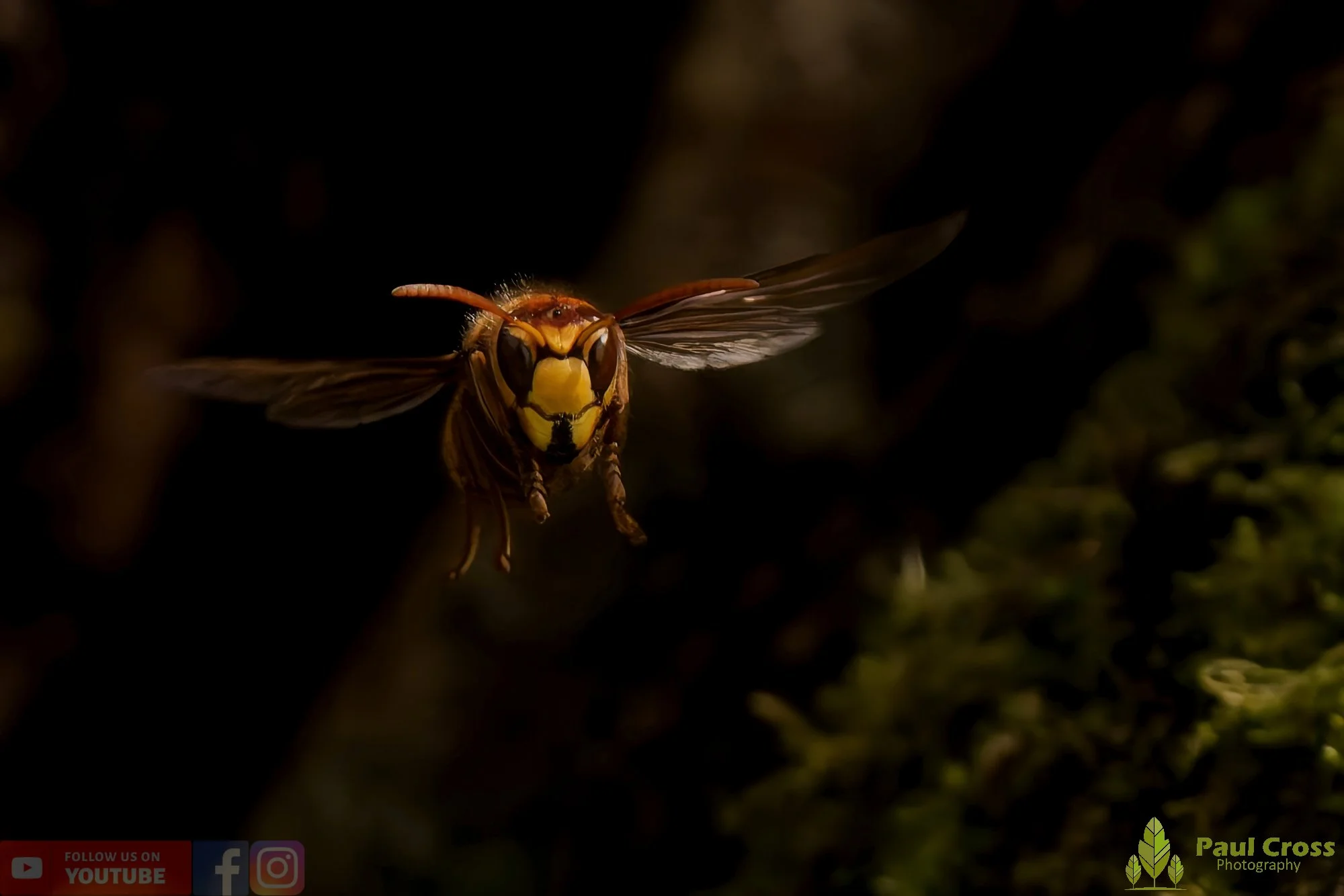 Hornet - Vespa Crabro-00027.jpg