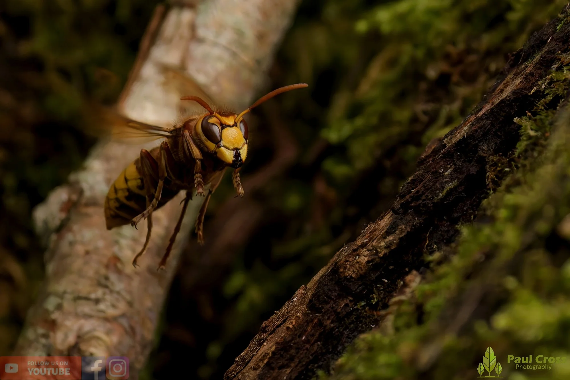 Hornet - Vespa Crabro-00029.jpg