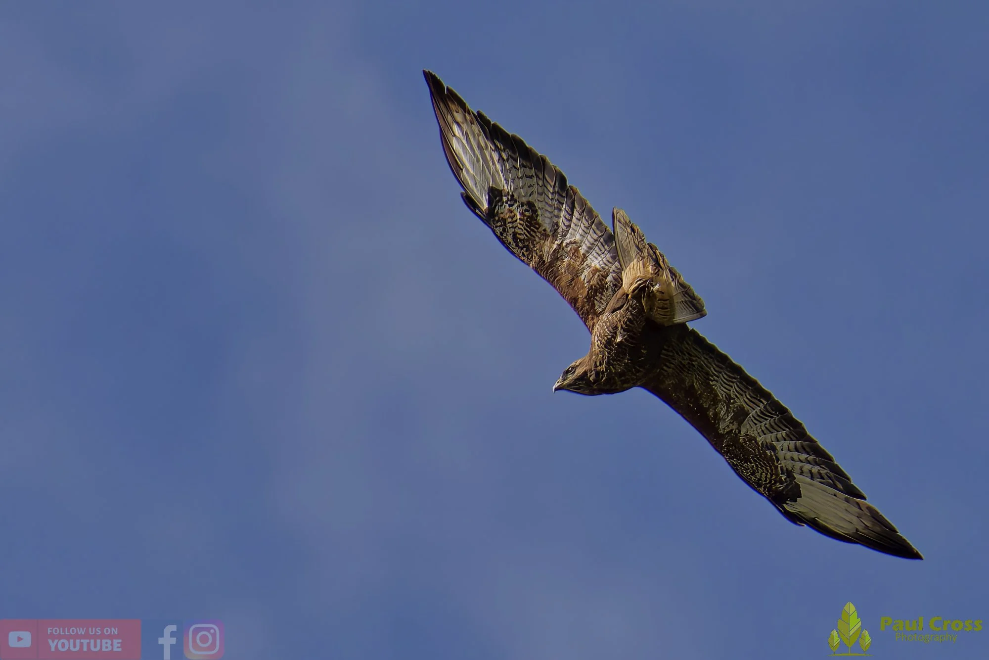 Buzzard-00093.jpg