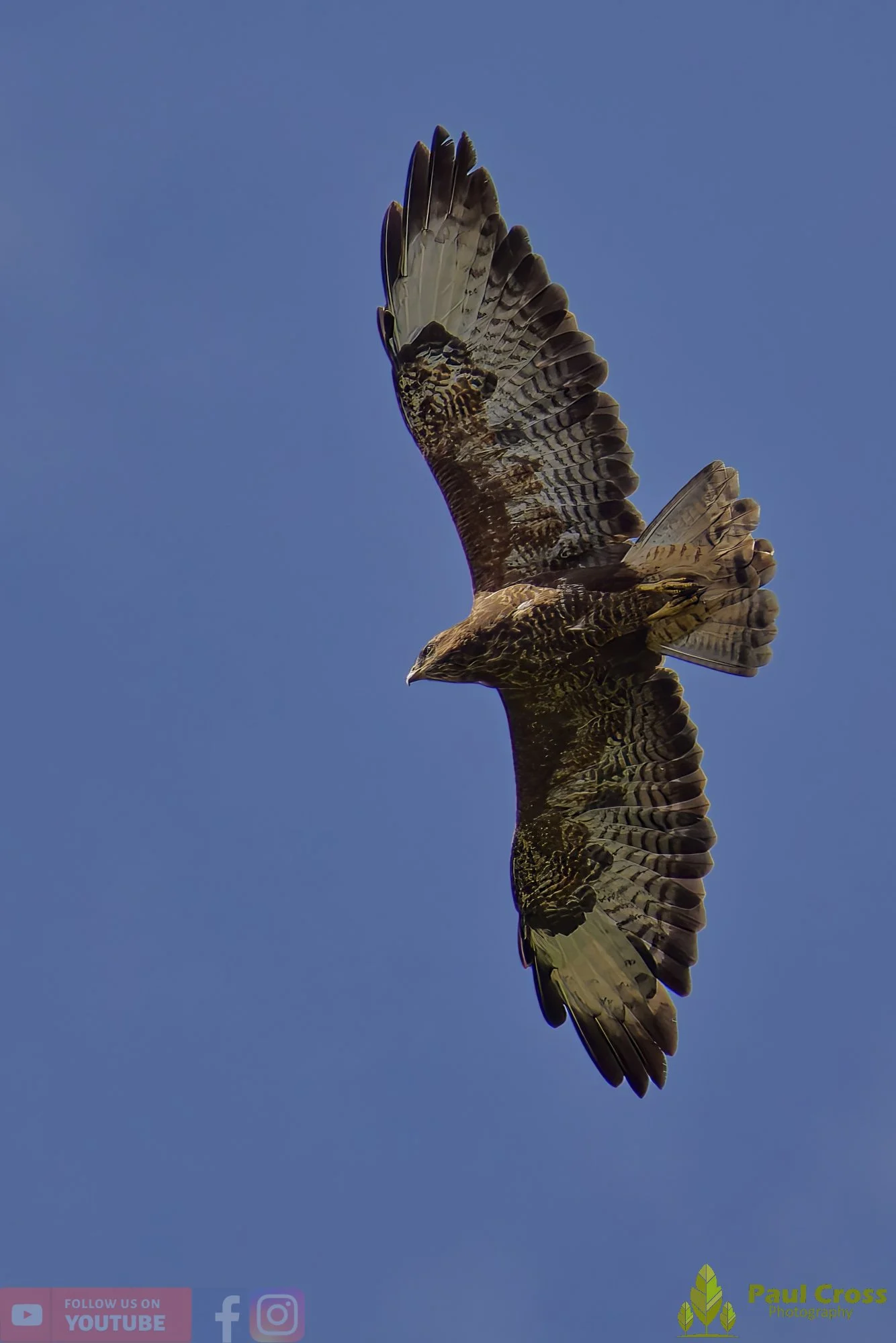 Buzzard-00092.jpg
