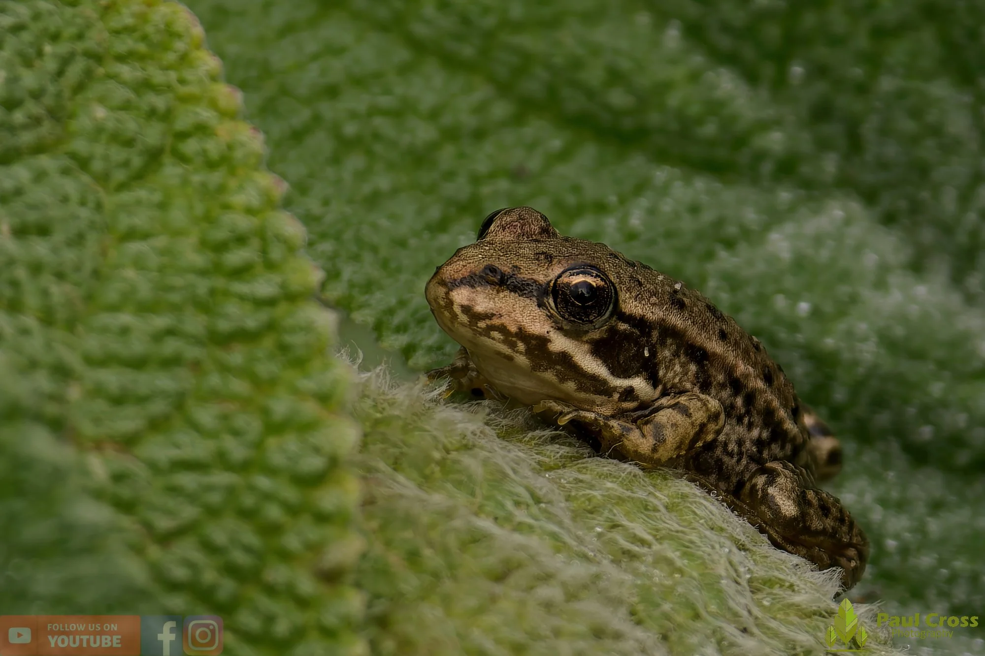 Common Frog-00015.jpg