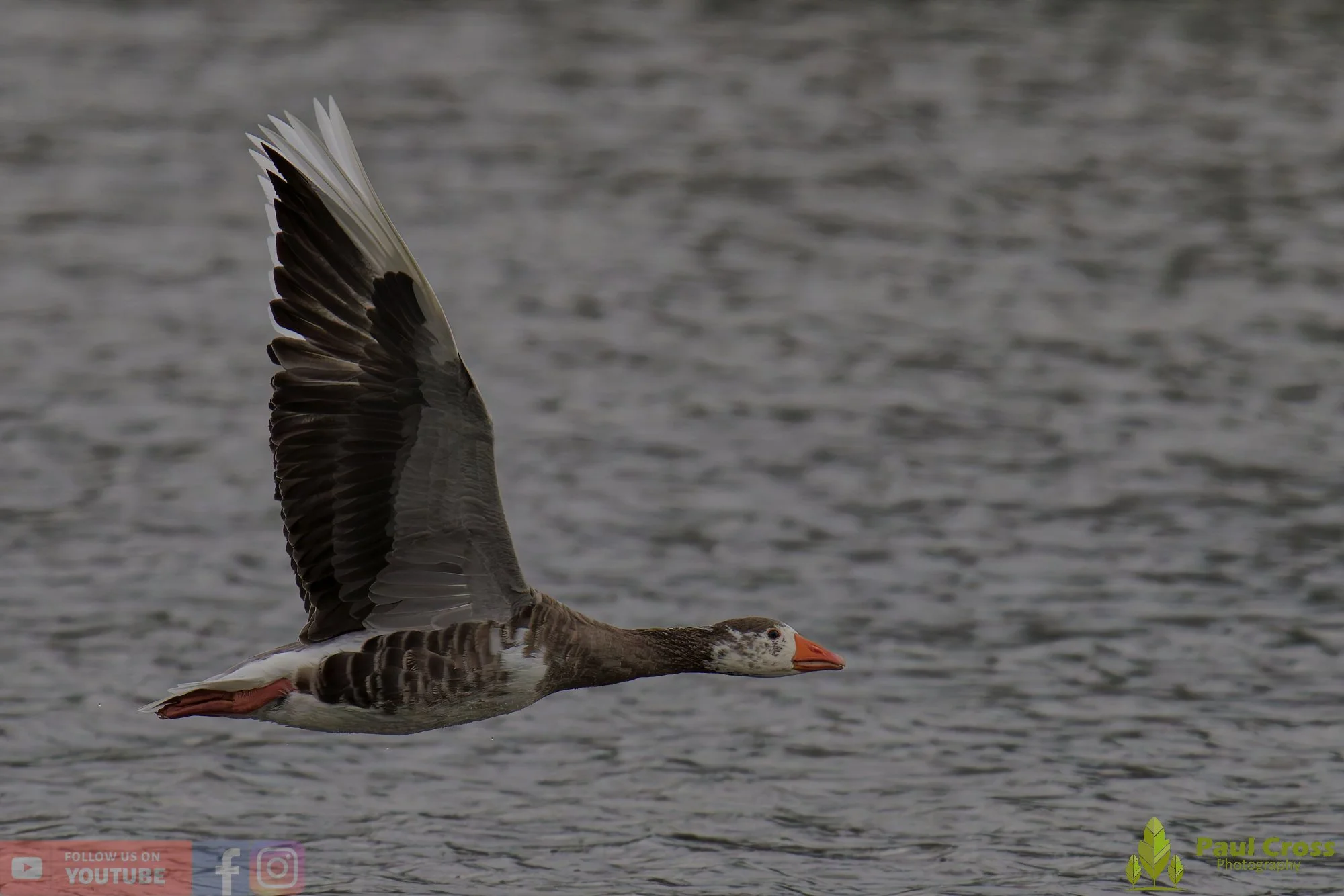 Greylag Goose-00085.jpg