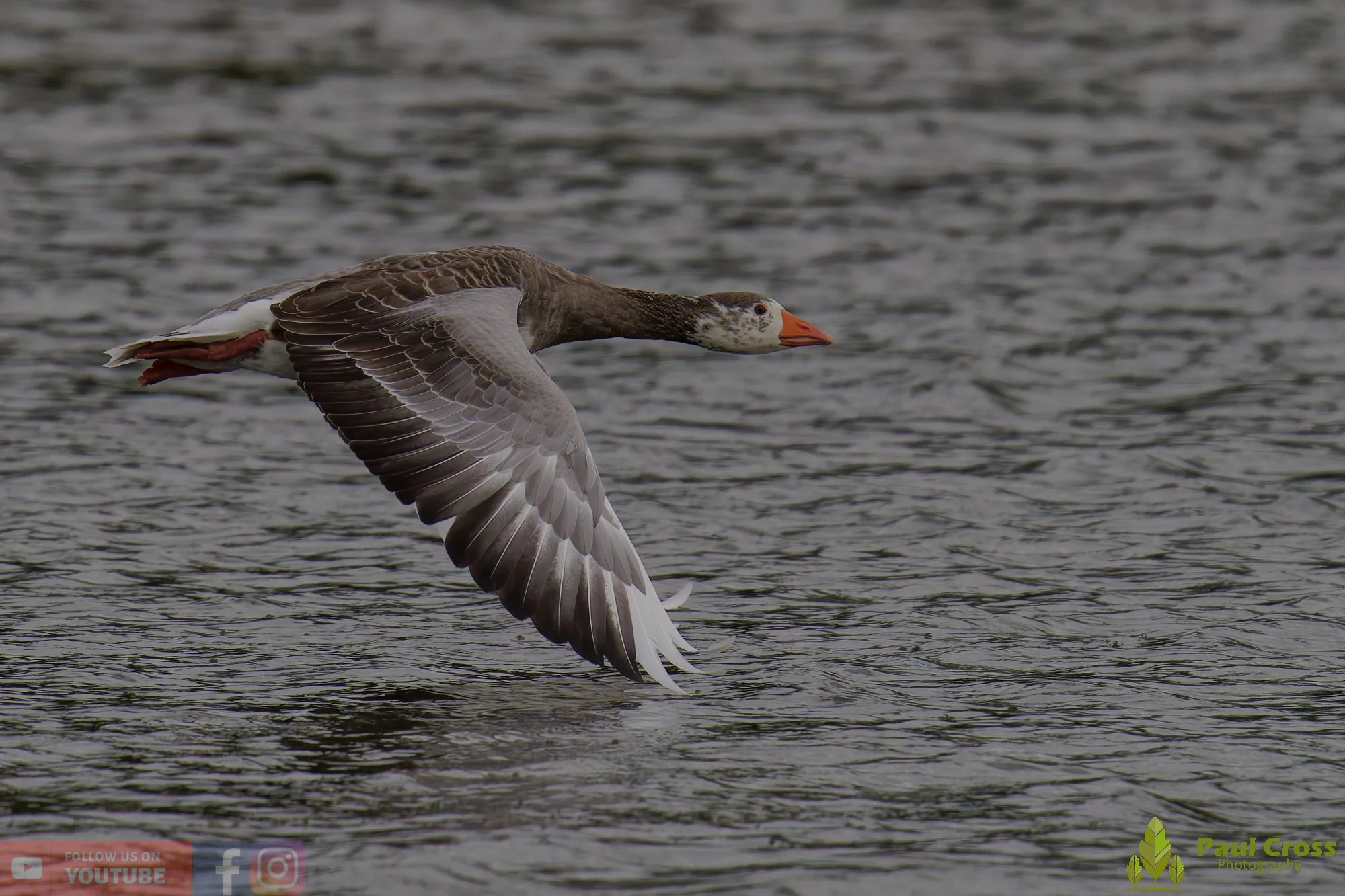Greylag Goose-00087.jpg