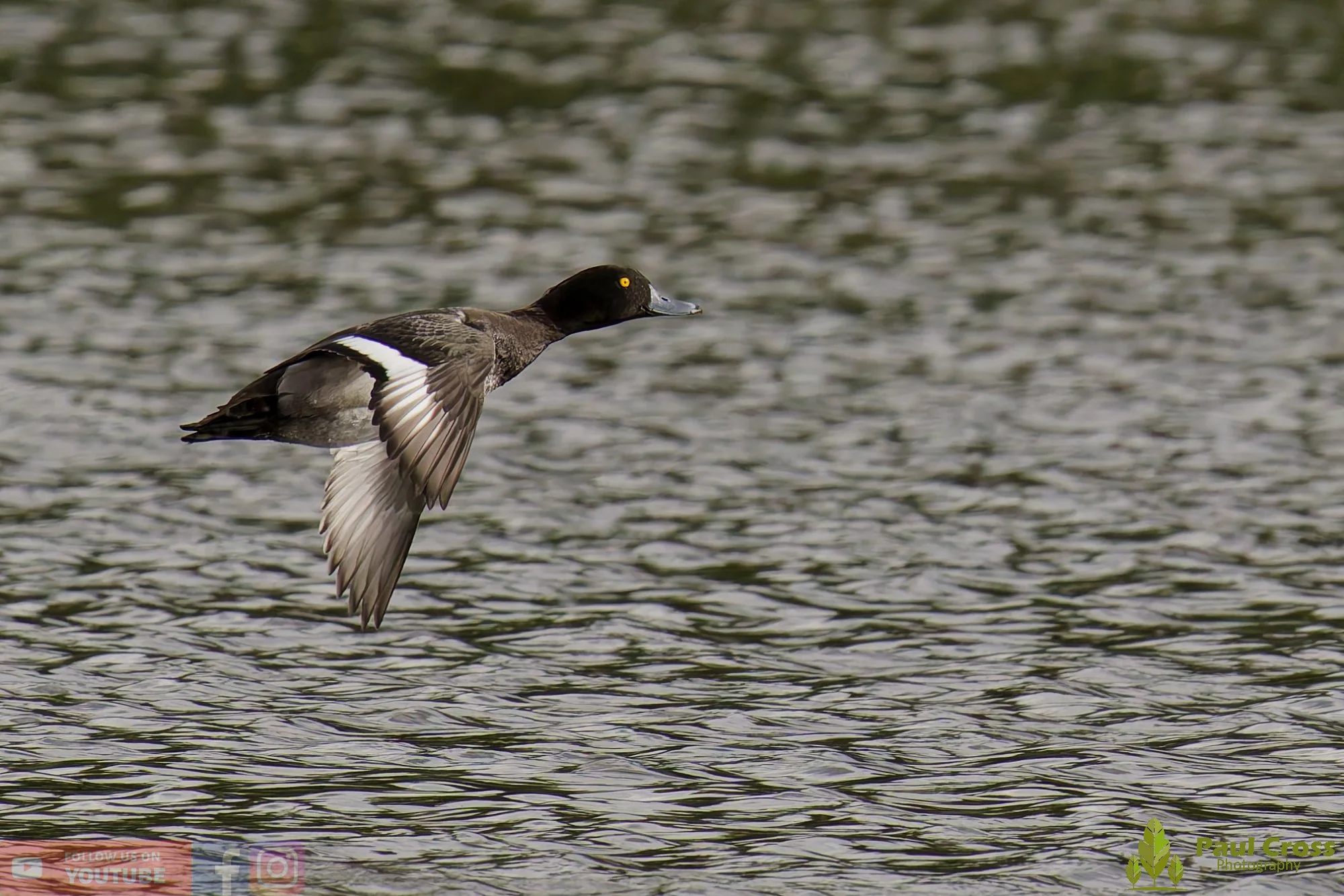 Tufted Duck-00203.jpg